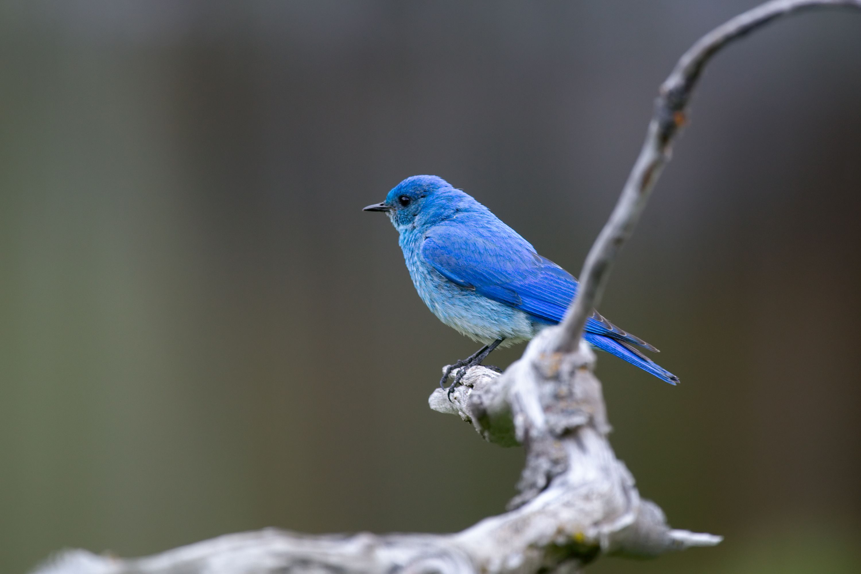 A Mountain Bluebird perches on a branch