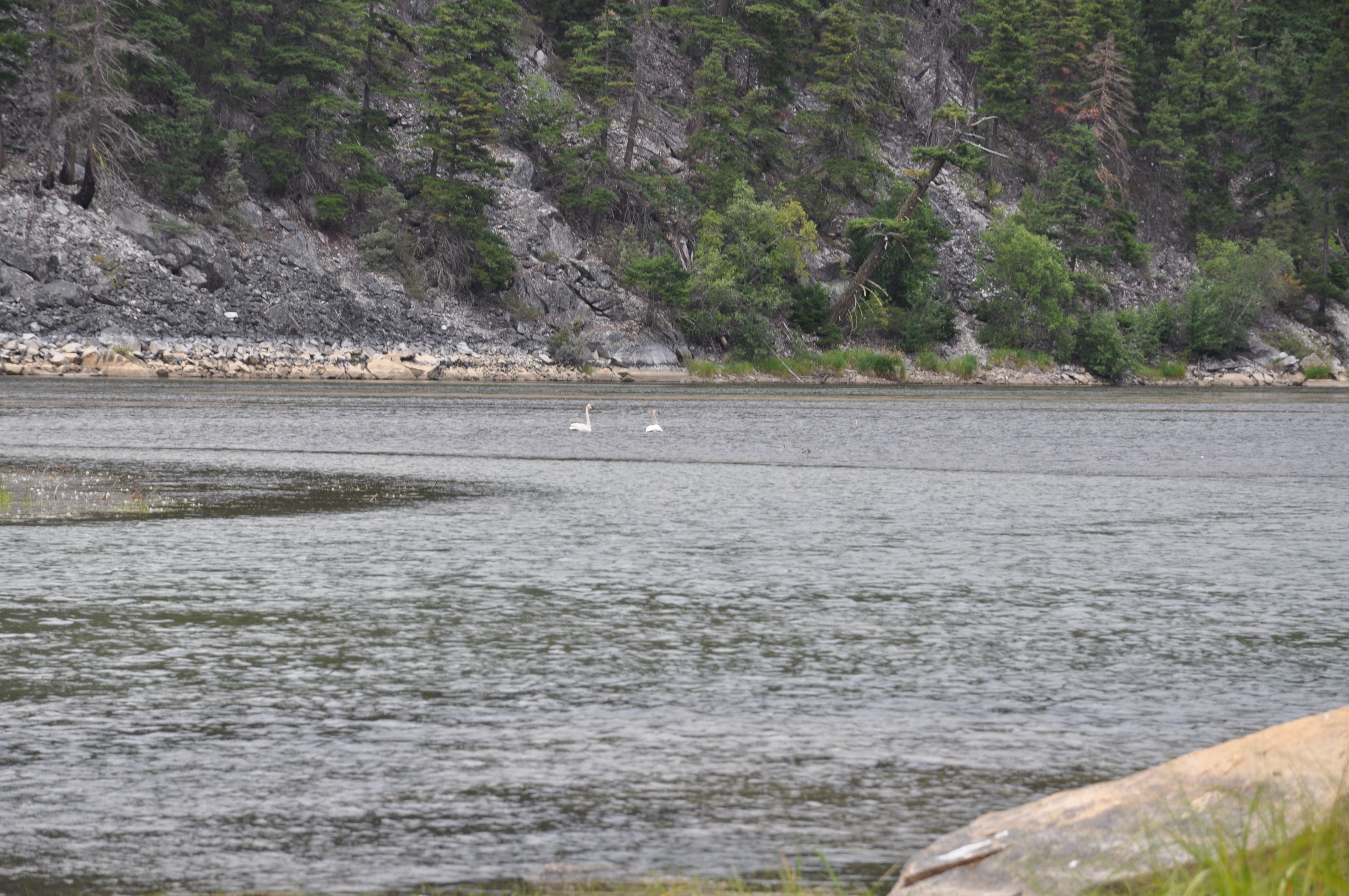 Pair of swans swimming on lake