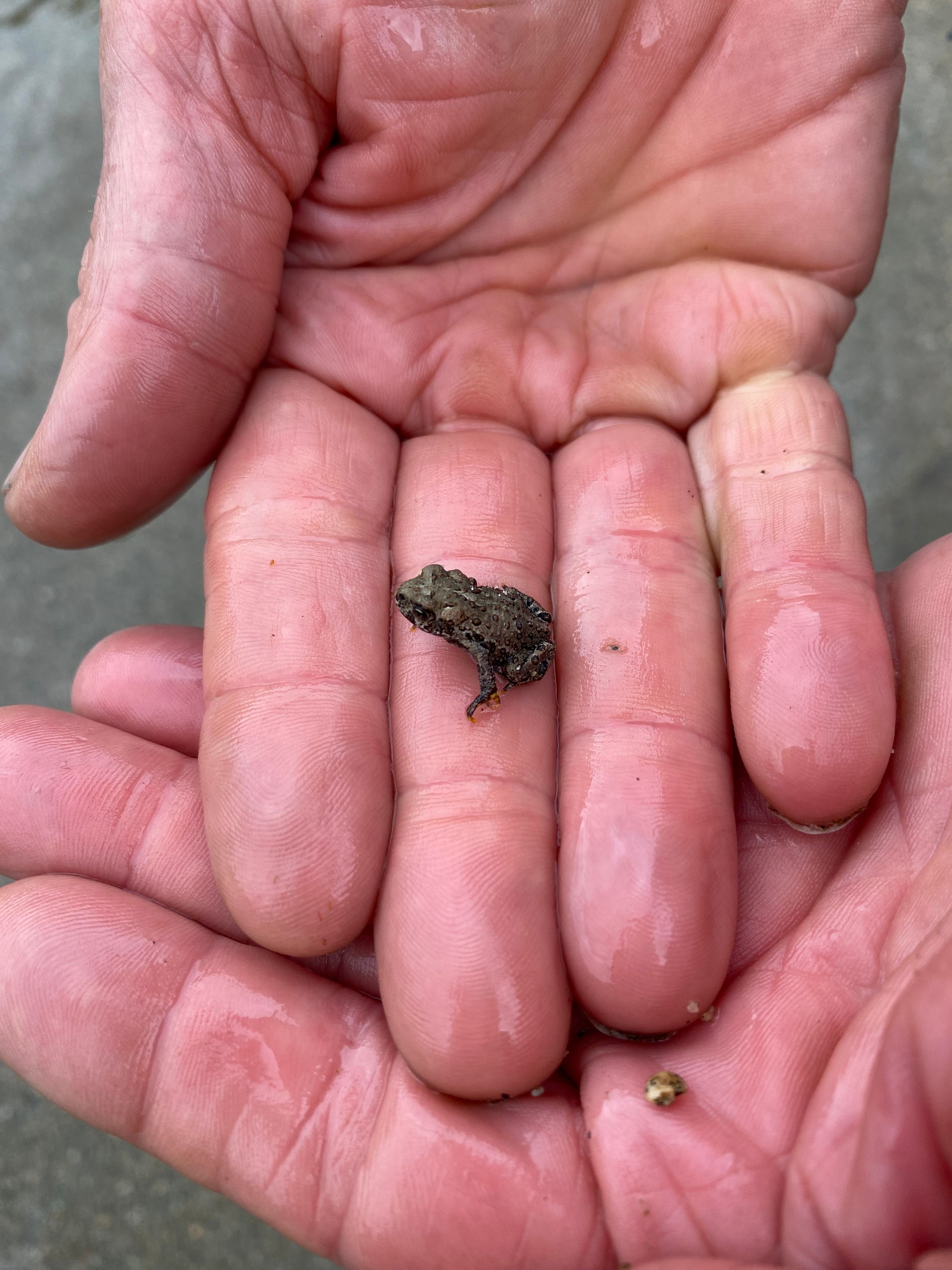 Person holding a young toad in their hand