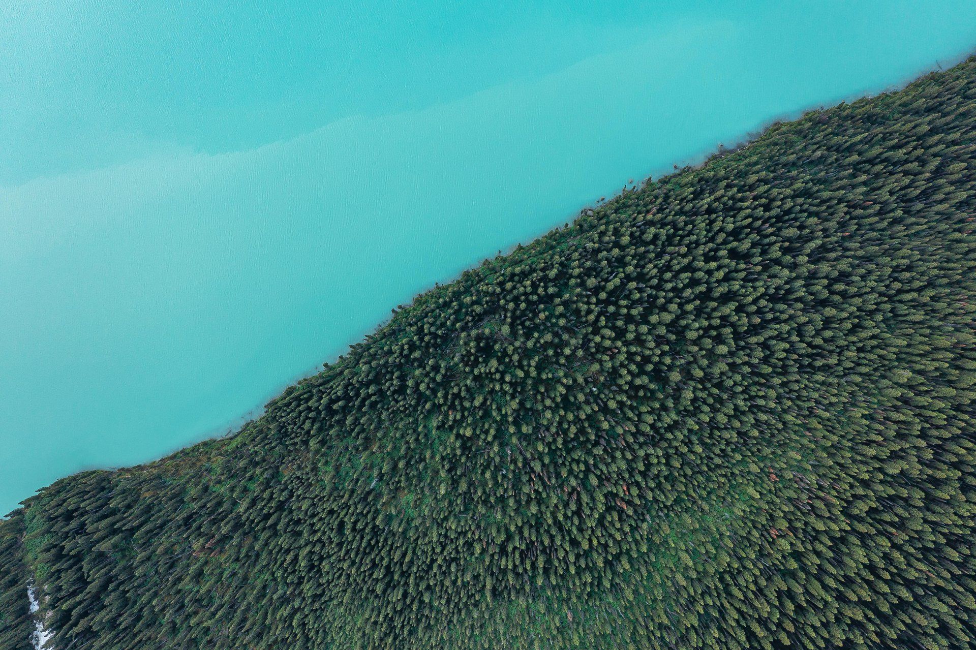 Aerial view of turquoise water meeting a densely forested British Columbia shoreline