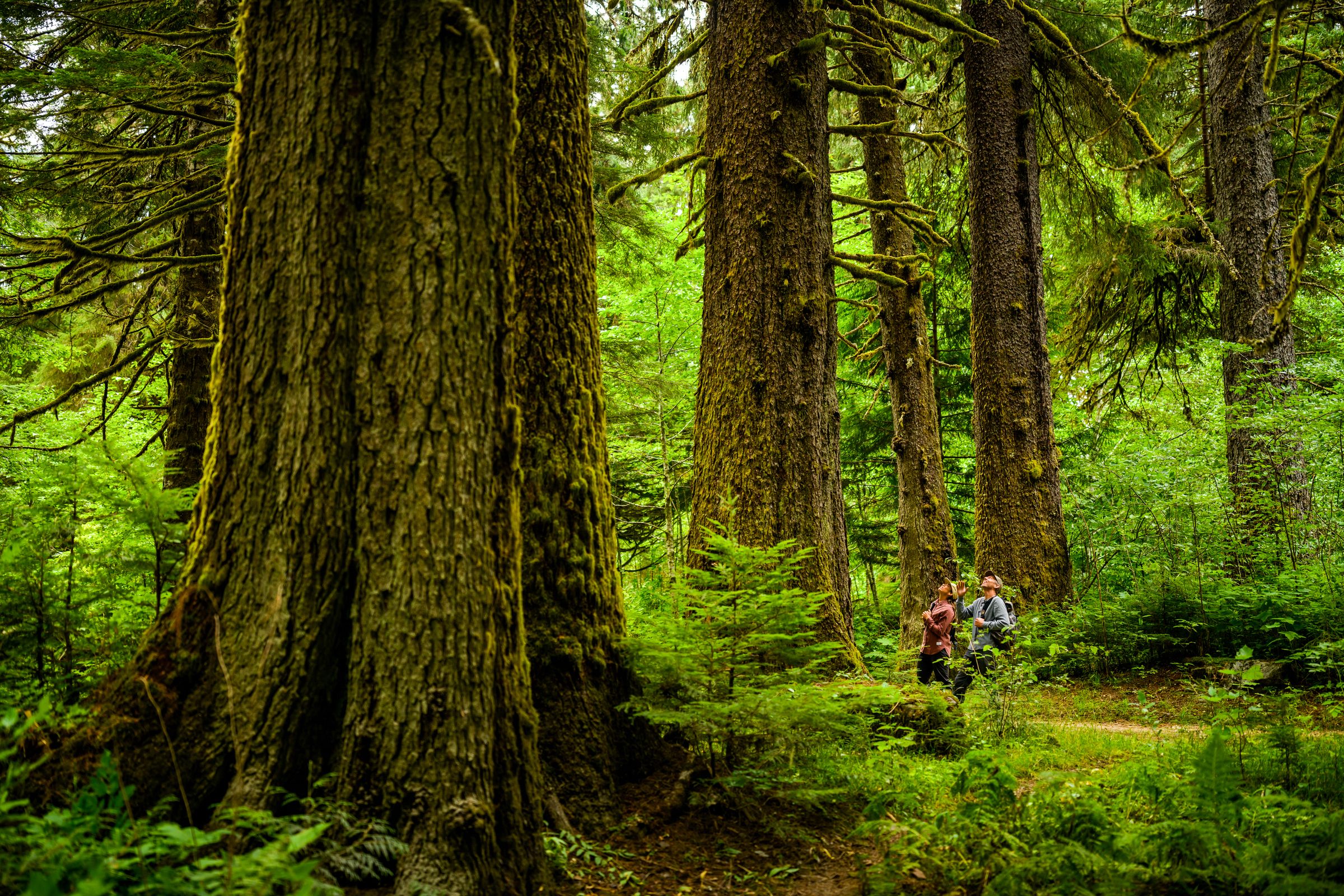 Giant cedars in Exchamsiks River Provincial Park