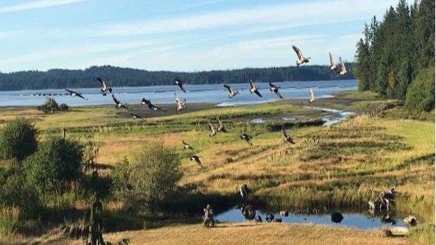 Birds flying