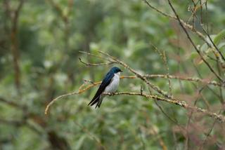 A Tree Swallow is sat on a branch at Duncan's S'amunu Somenos Conservation Area.