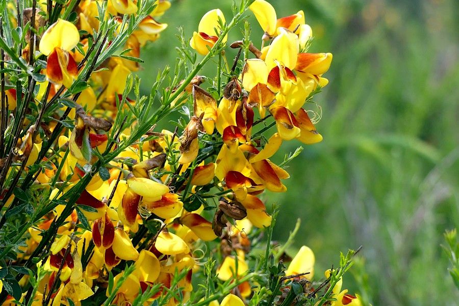 Scotch broom growing in the sand dunes of Naikoon Provincial Park by Katie Kushneryk