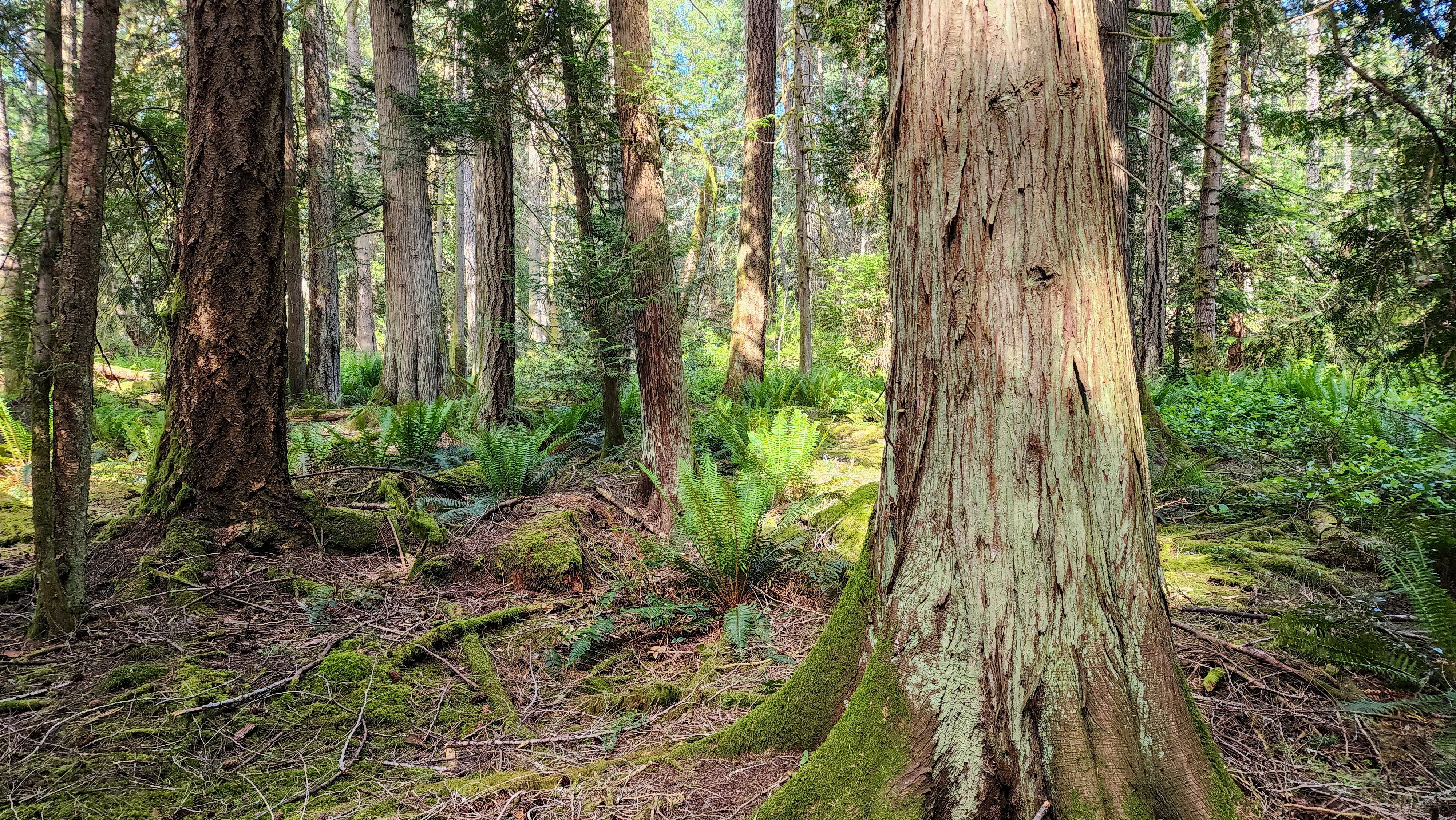 Trees in forest