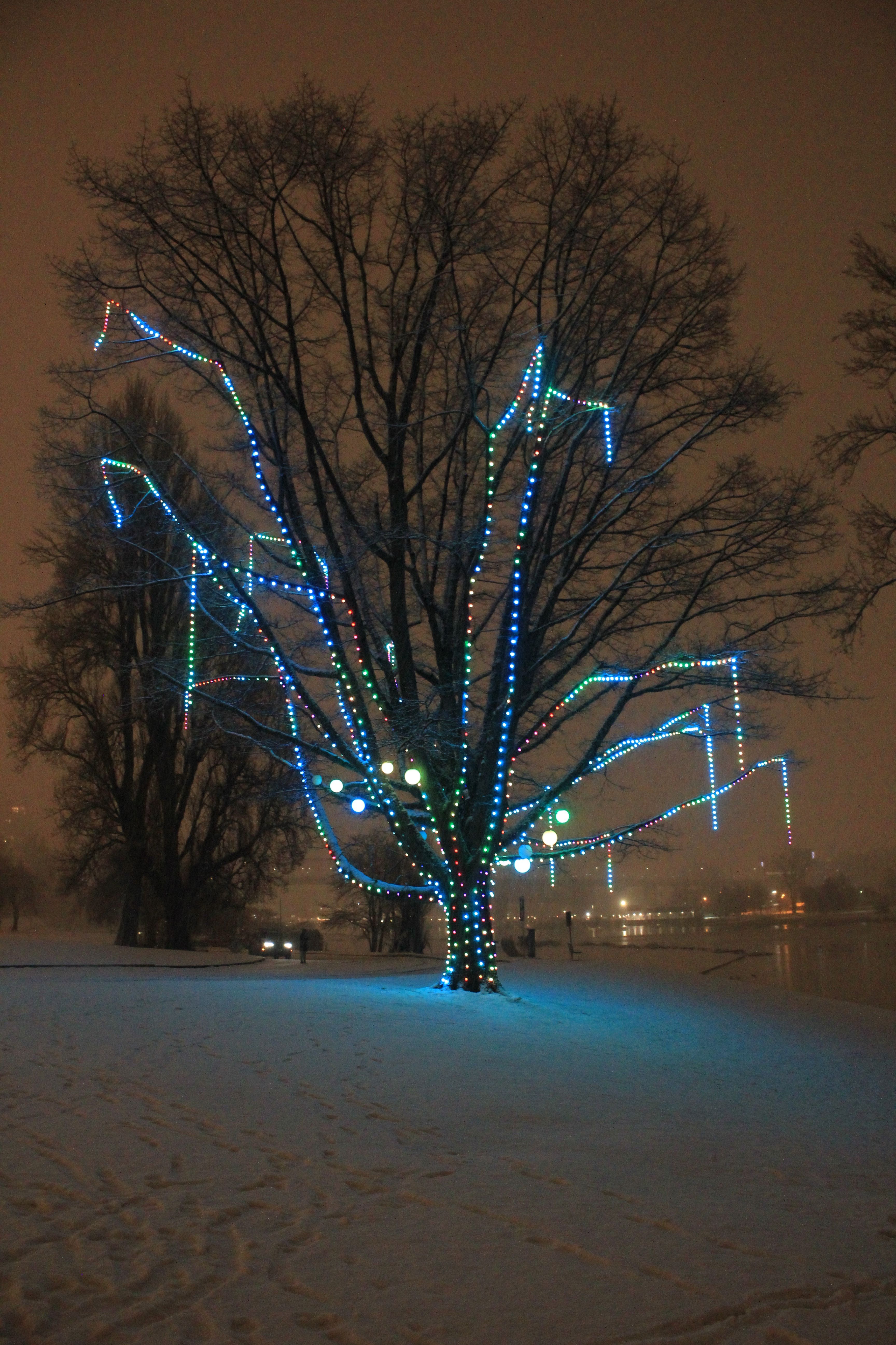 Wishing Tree lit-up on a snowy night in 2023.