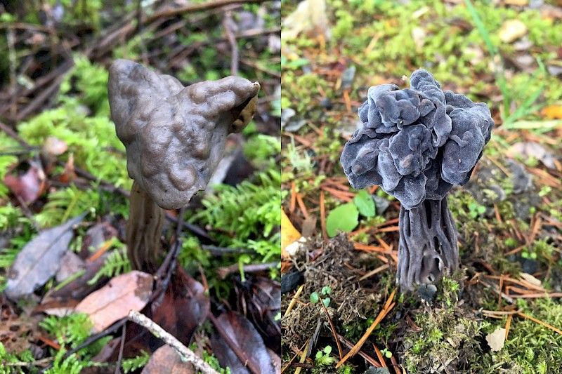 Photos: Brian Starzomski, fluted brown elfin saddle in Gowlland Tod Park (left) and western black elfin saddle in Goldstream Park