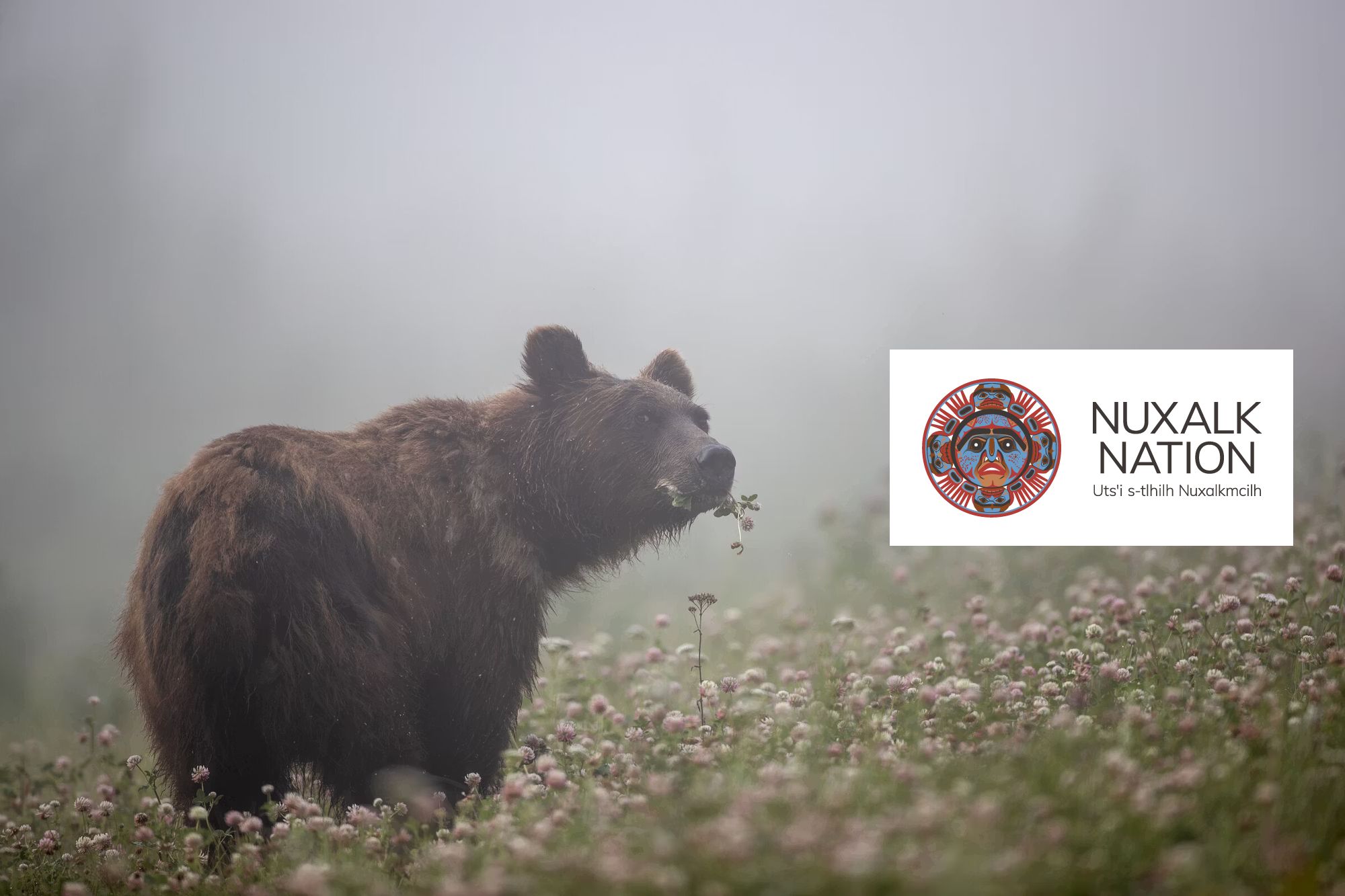 A bear chews grass and flowers in a misty field