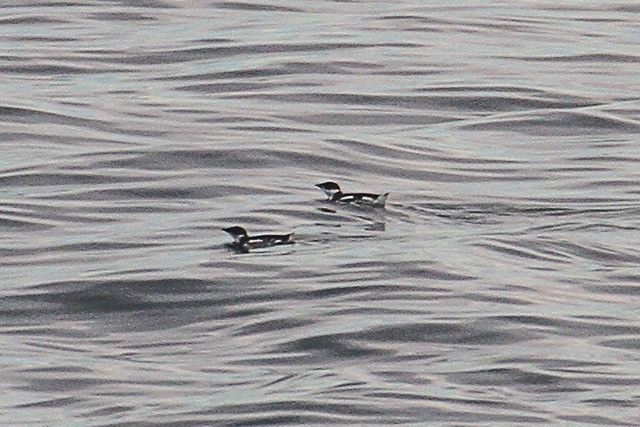 Marbled Murrelets on the water.