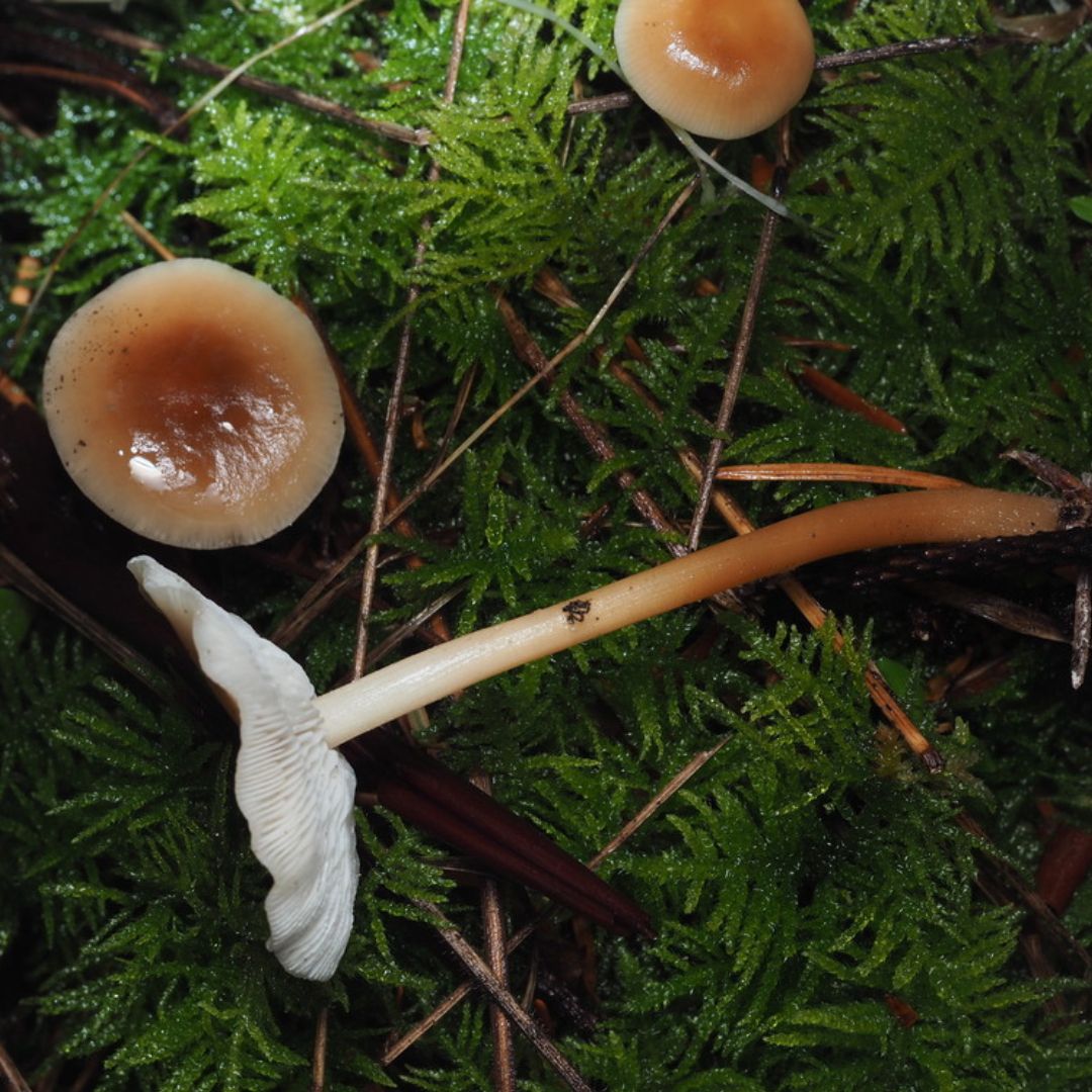 Mushrooms growing amongst ferny conditions