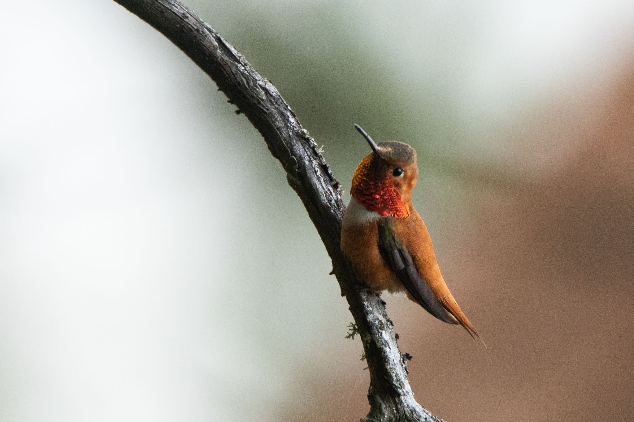 A hummingbird sits perched on a branch