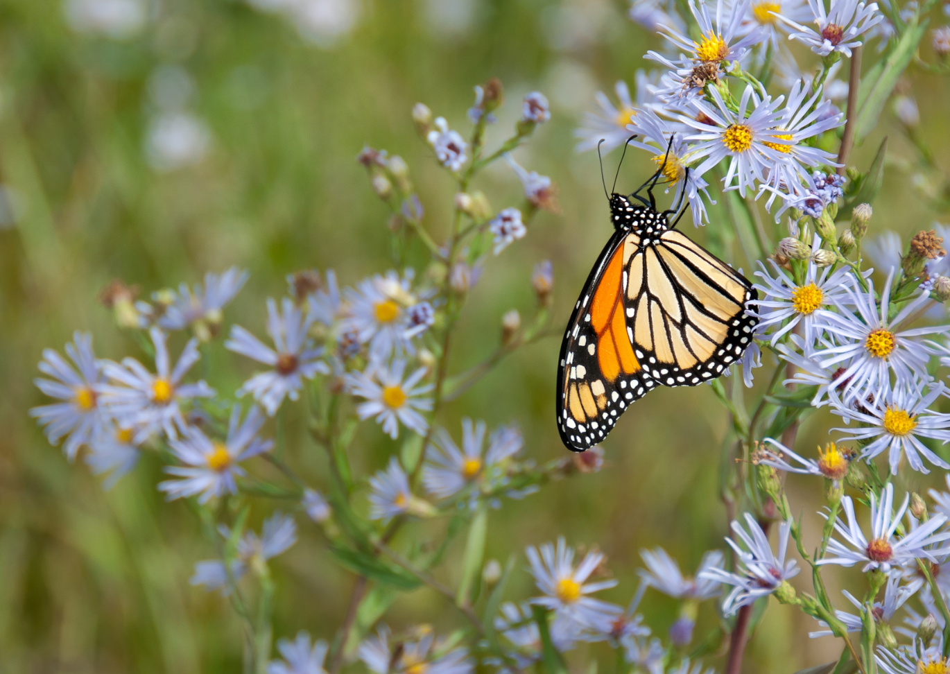 Butterfly rests on flower