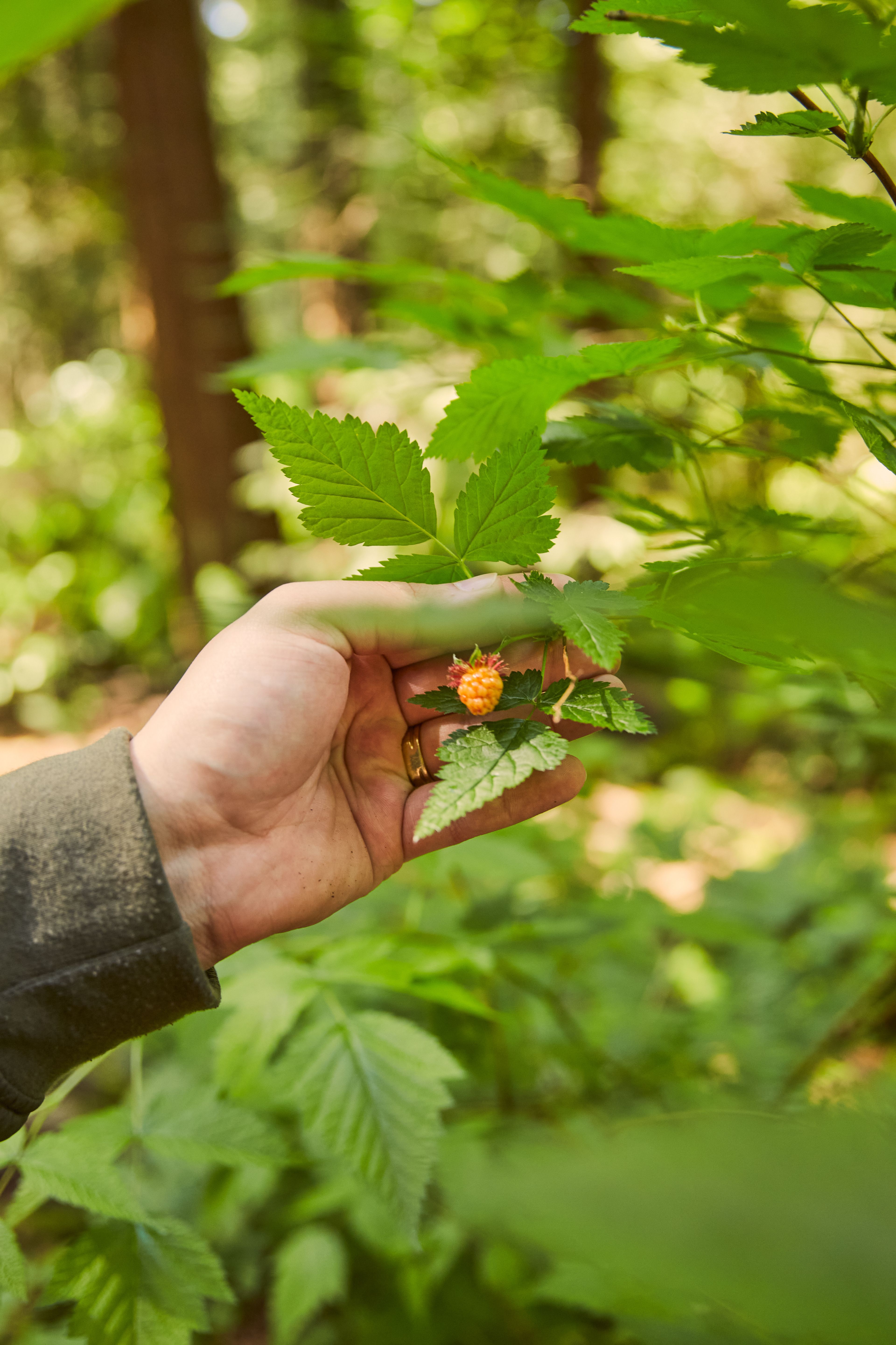 Person touches wild berry