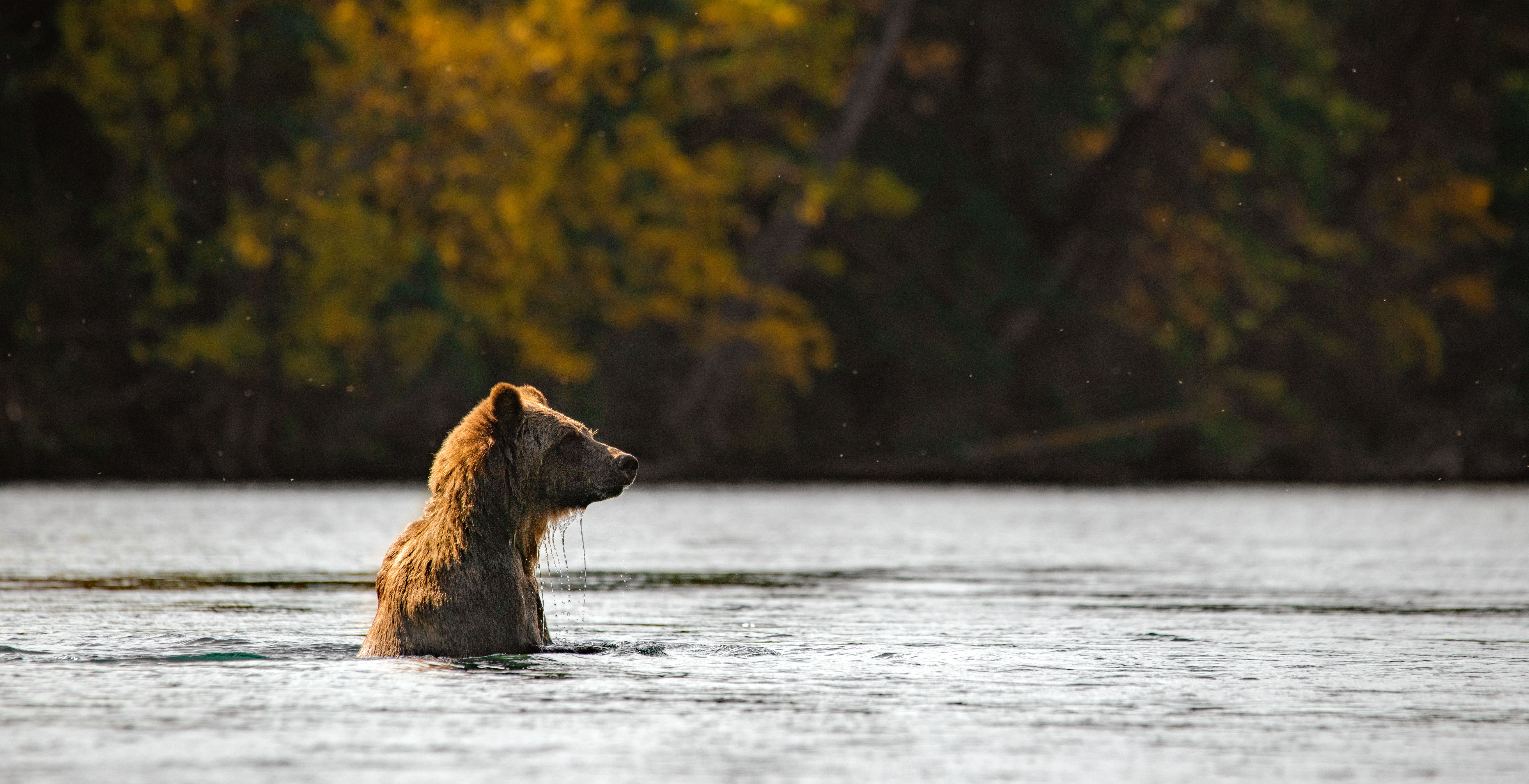 A grizzly bear emerges from the water
