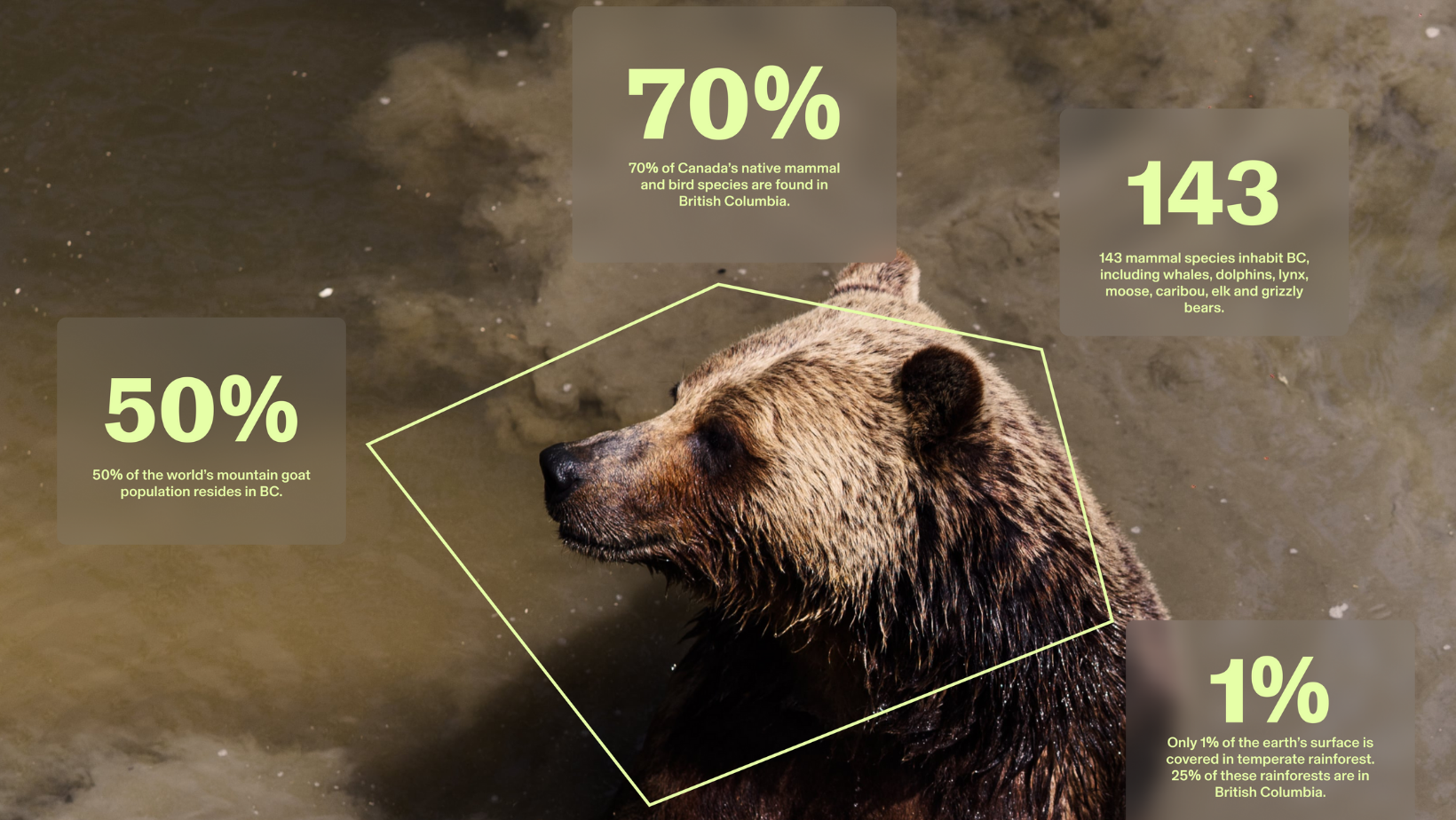 Image of bear with text