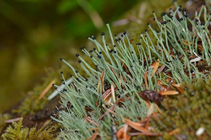 Photo: Robby Deans  in Strathcona Provincial Park 