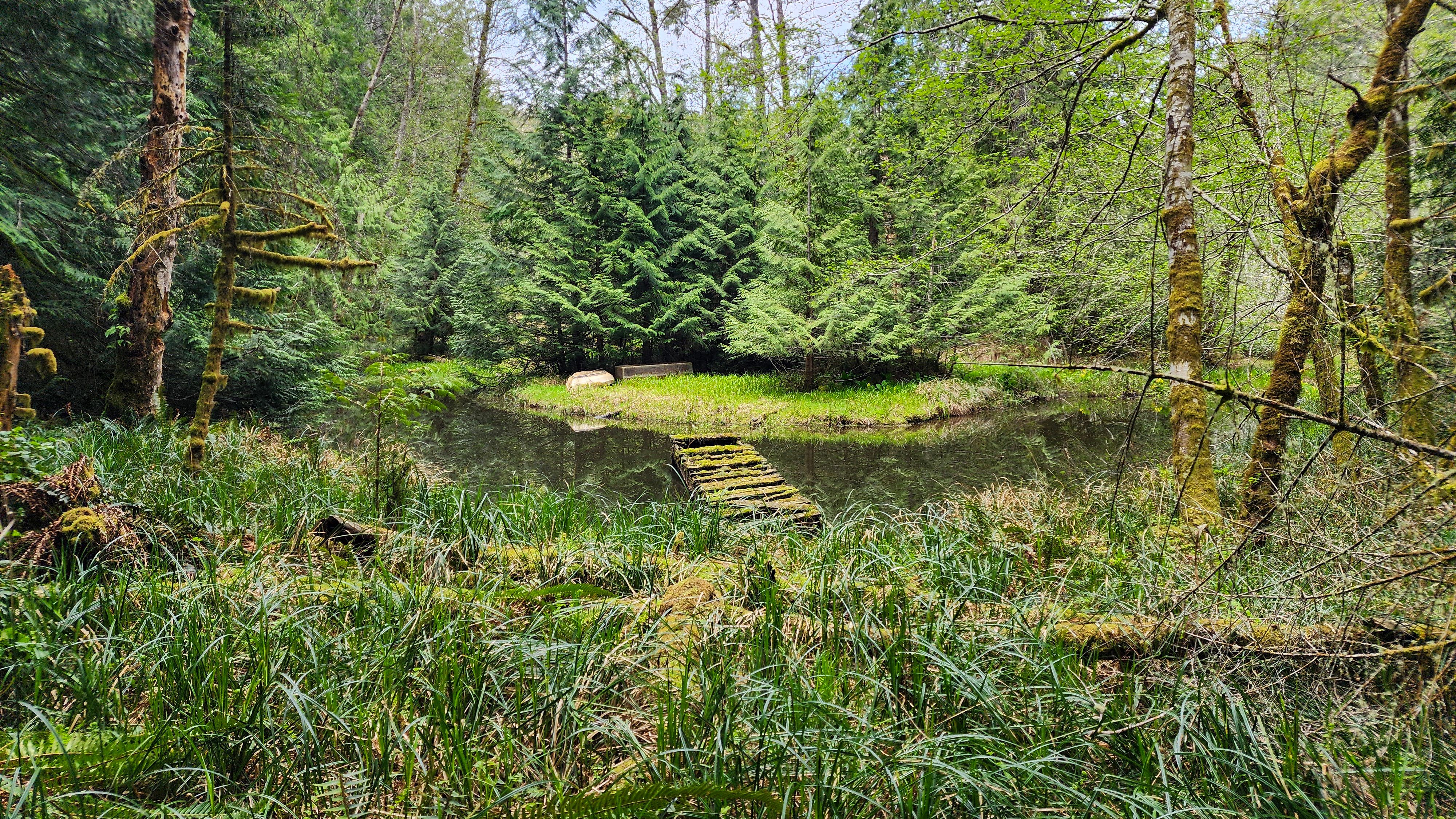 Bog on Salt Spring Island