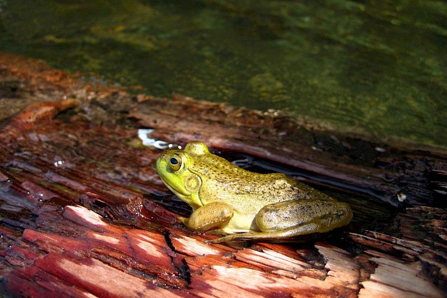 American bullfrog in Inland Lake Provincial Park by Robby Deans