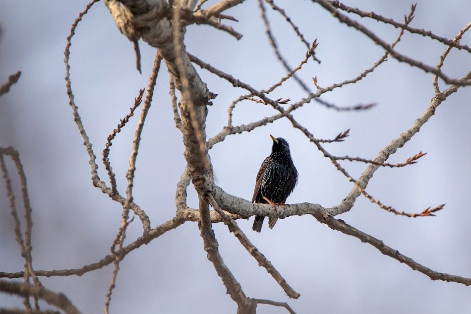 European starling in Kickininee Provincial Park by Jason Headley