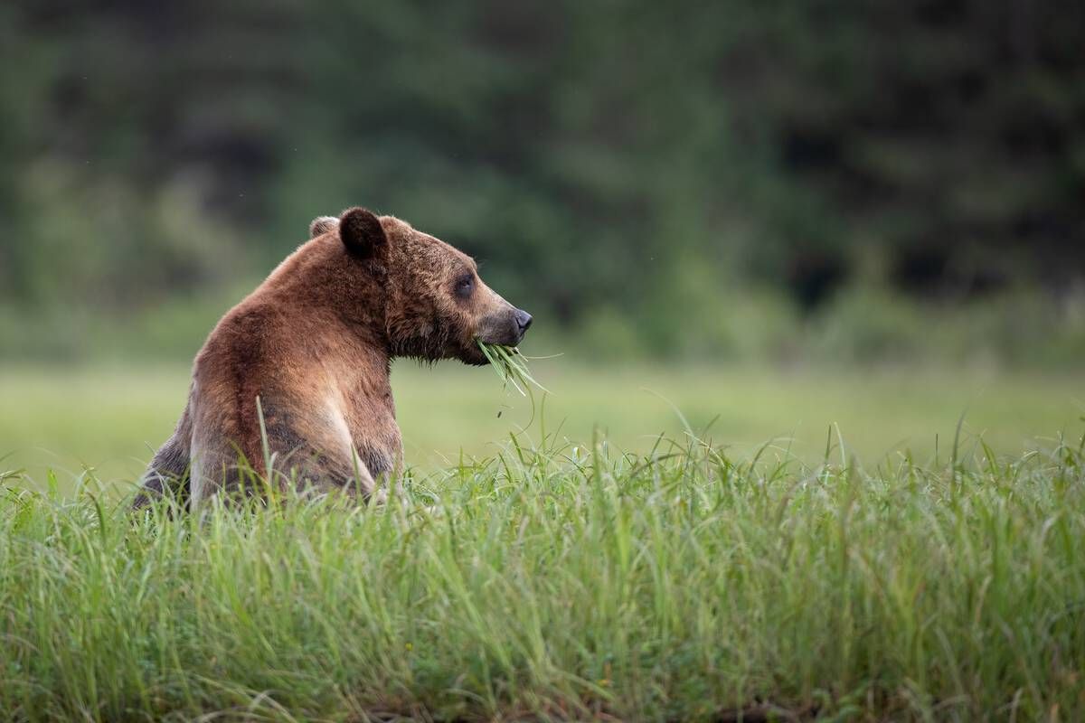A bear chews on some grass
