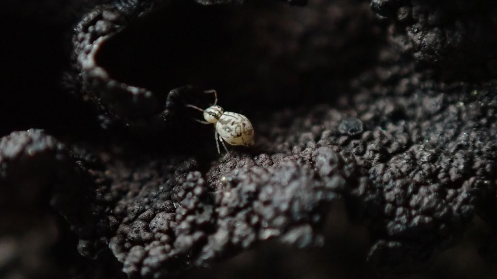 Miller’s Undescribed Globular Springtail
