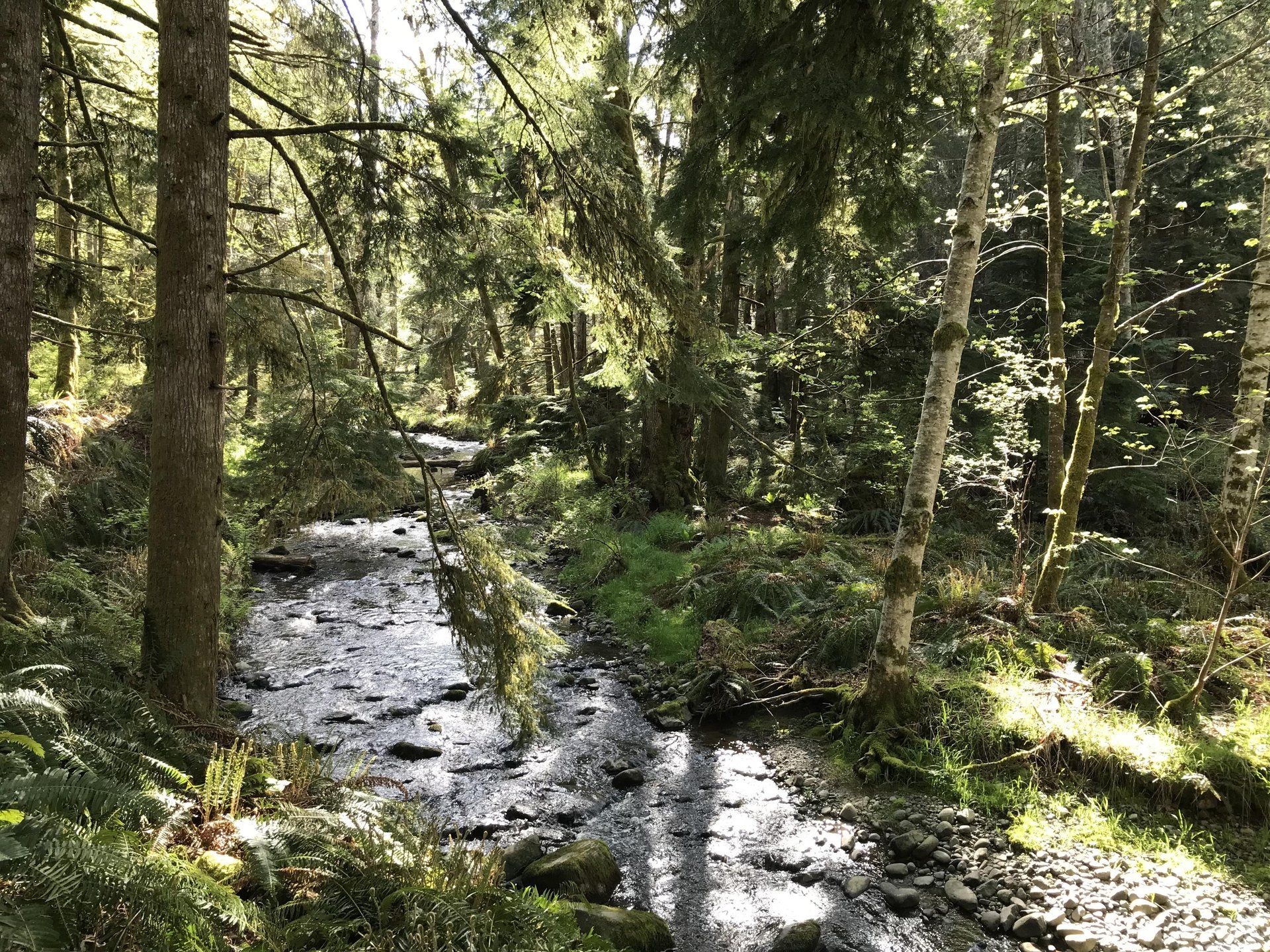 Sunlight filtering through a forest as a clear stream winds between moss-covered rocks and trees.