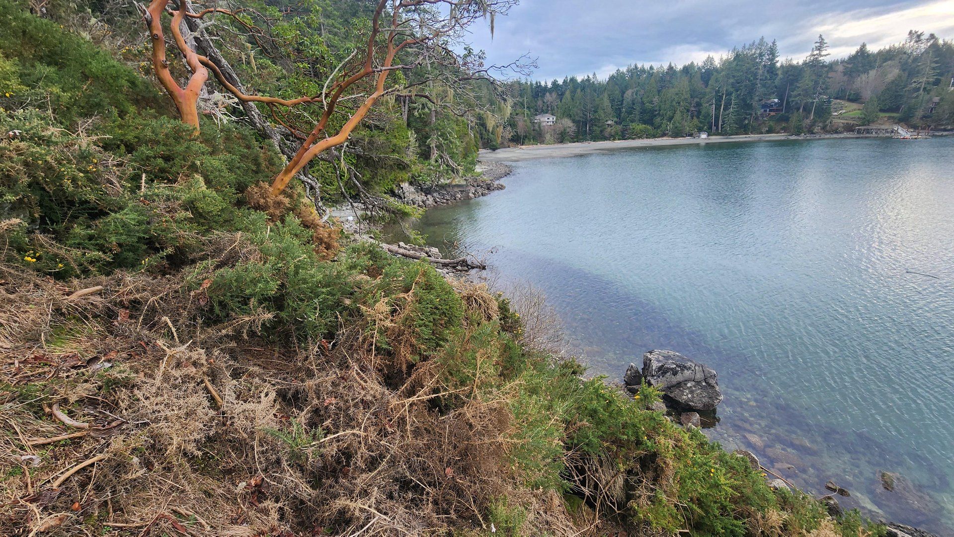 Rocky shoreline with calm coastal water, forested hills, and an arbutus tree overlooking the bay.