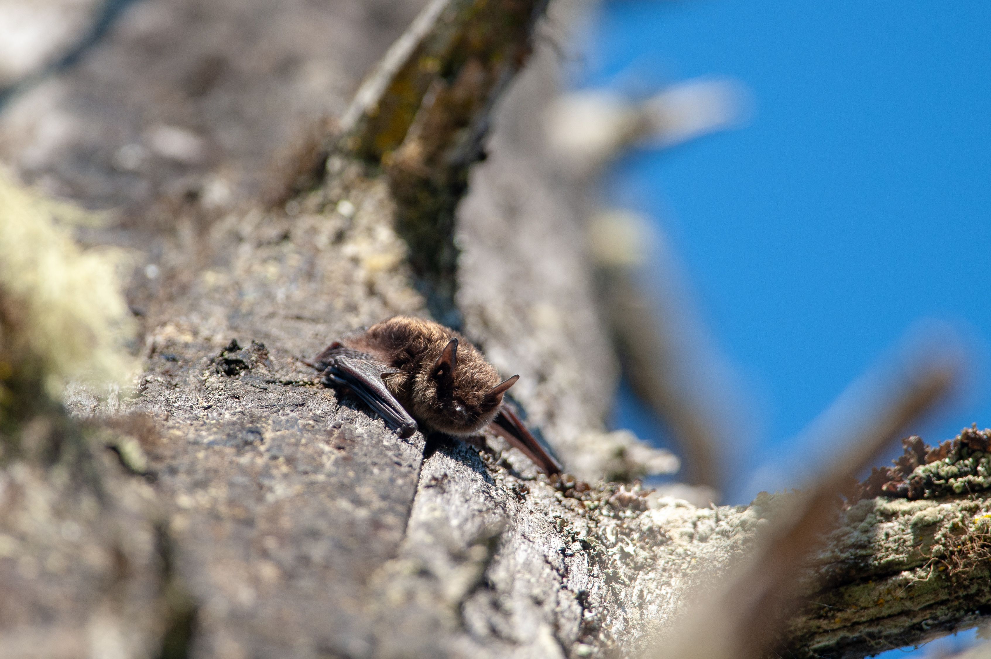 BC’s endangered Little Brown Bat (Myotis lucifugus) resting on a rock.