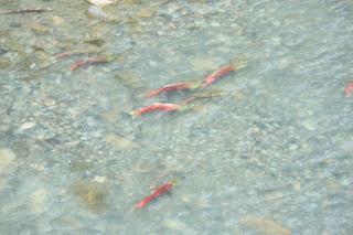 Sockeye salmon spawning in the Upper Pitt River