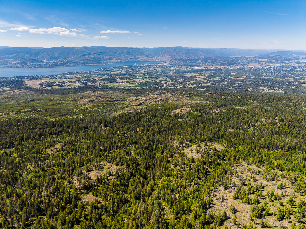 Mature forest in Myra–Bellevue Park