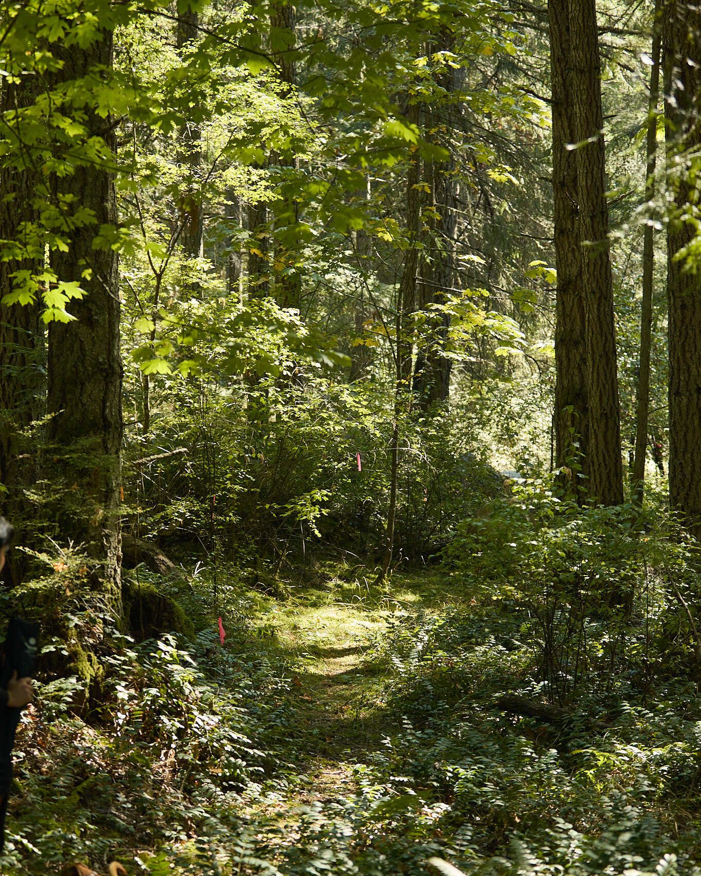 Image of ferns and greenery in forest clearing