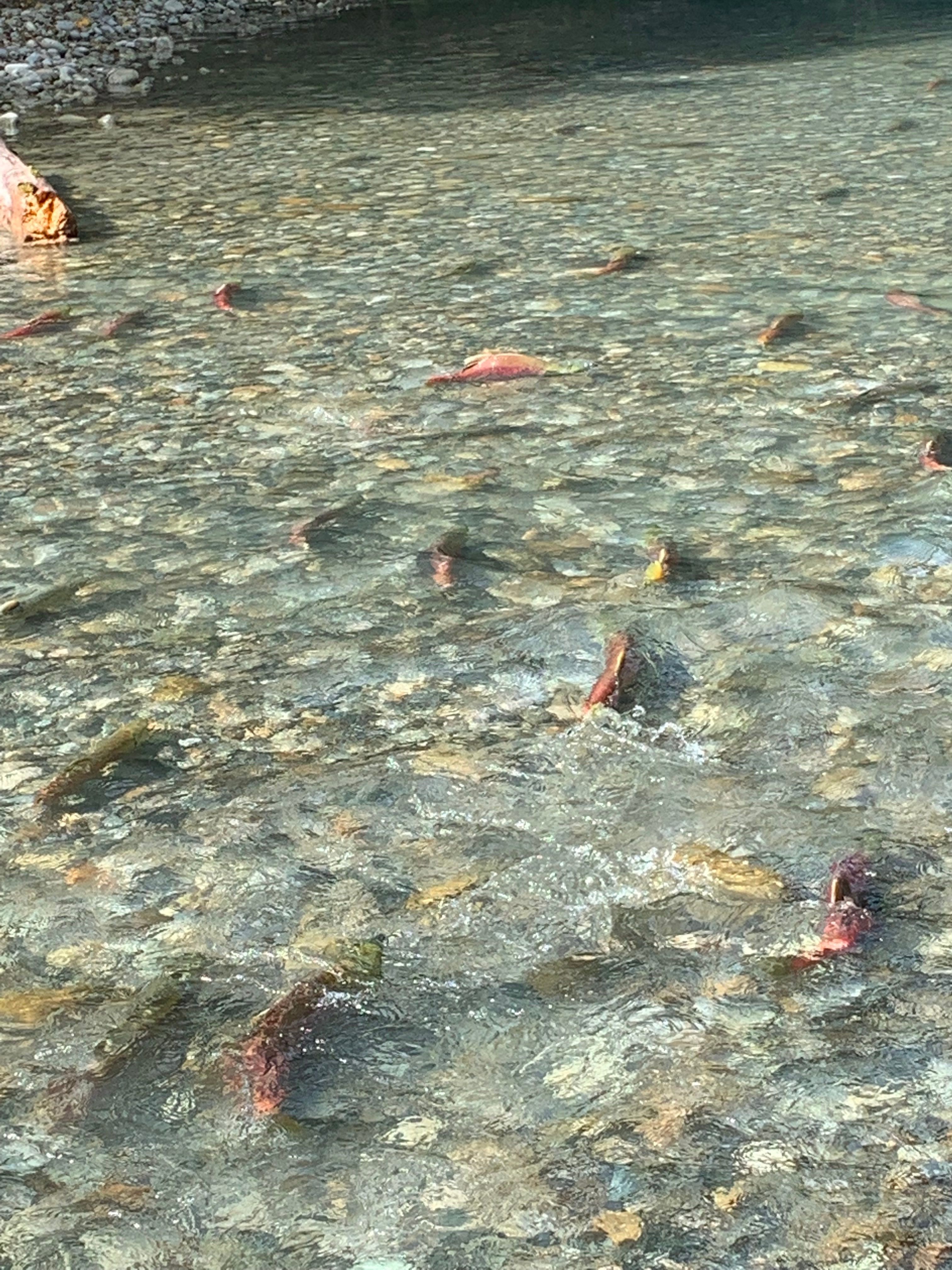 Salmon in river