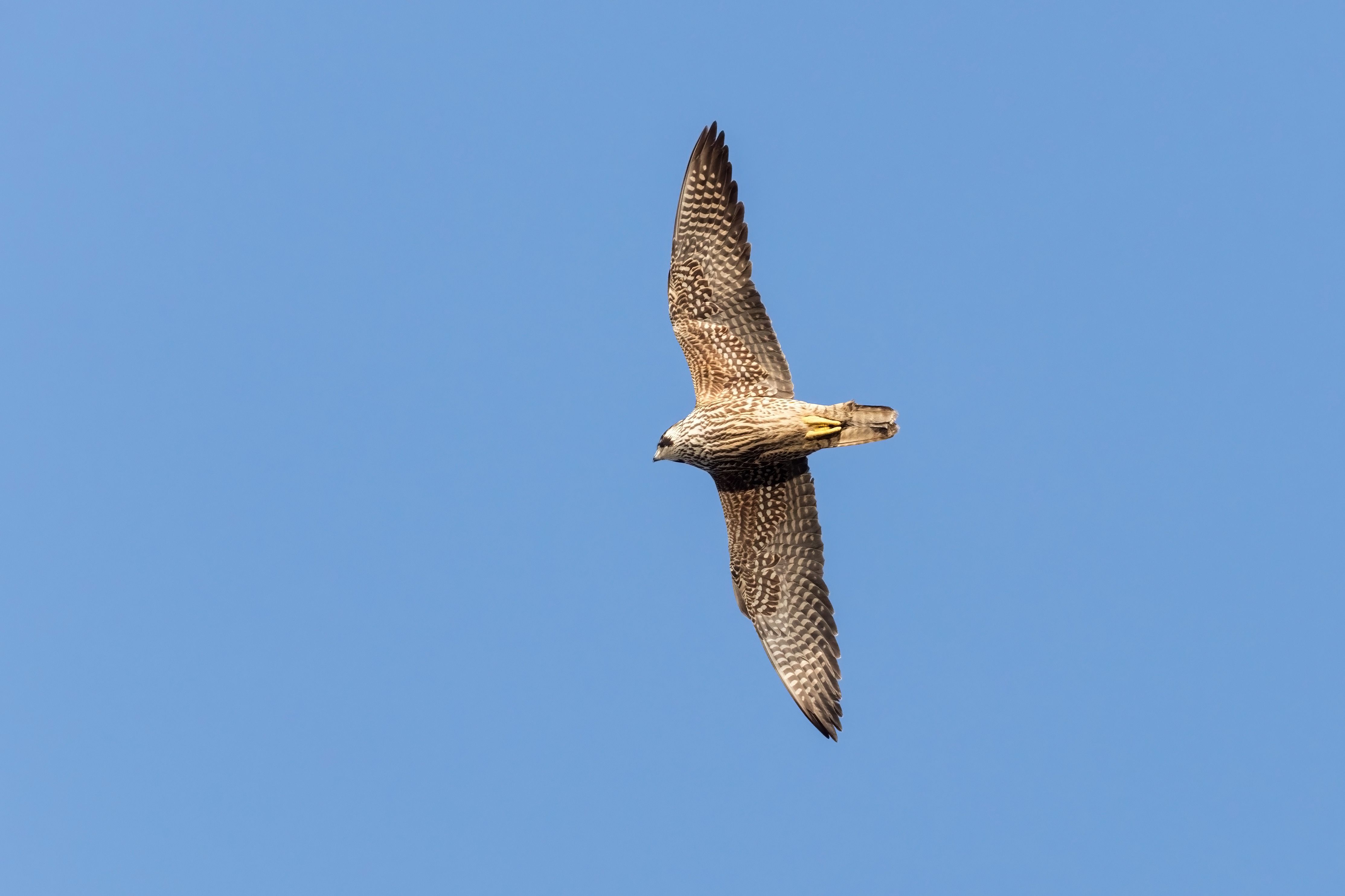 A Peregrine Falcon soars against a blue sky in BC