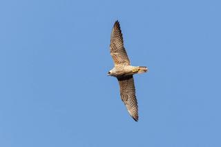 A Peregrine Falcon soars against a blue sky in BC