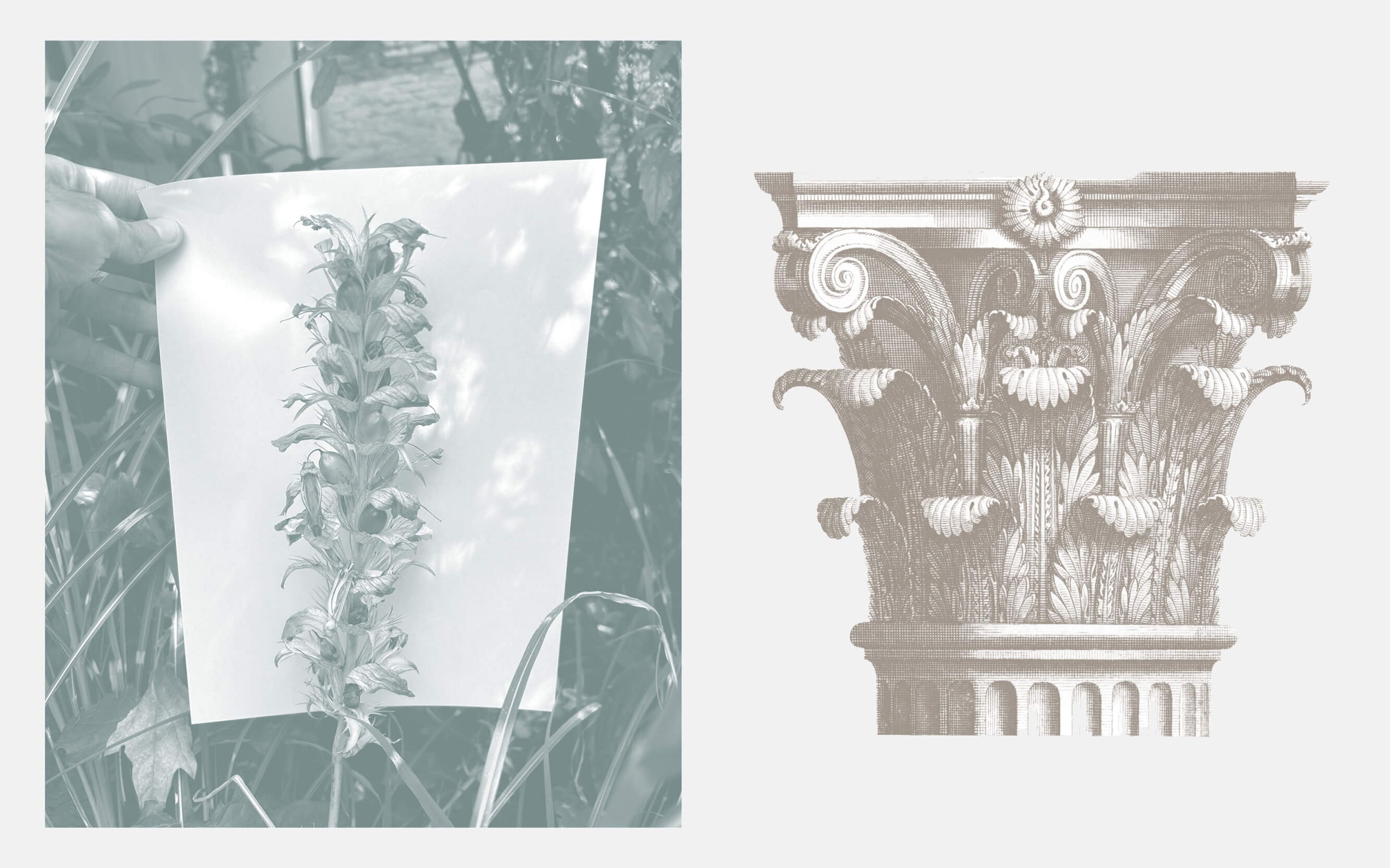 Corinthian Acanthus