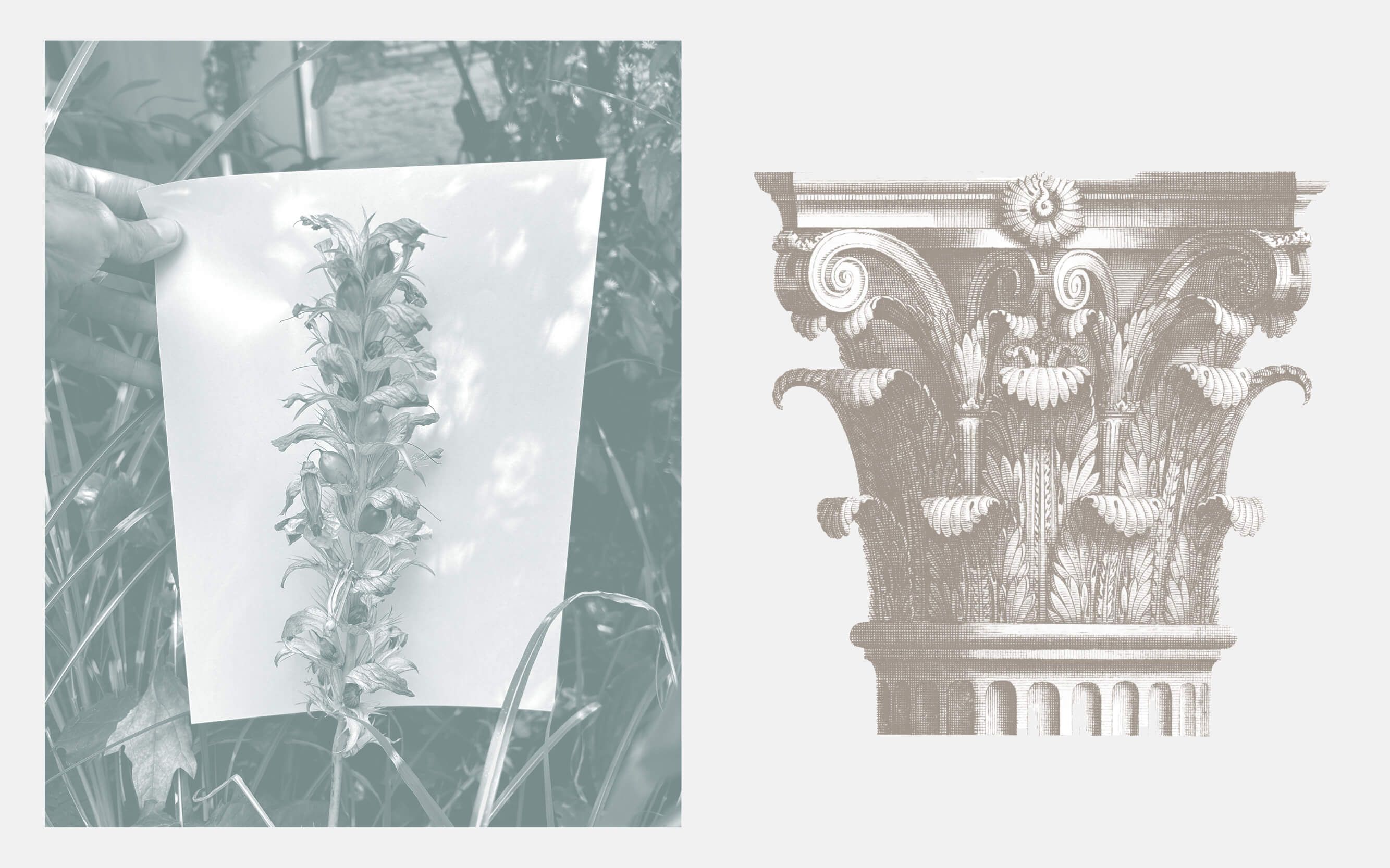 Corinthian Acanthus