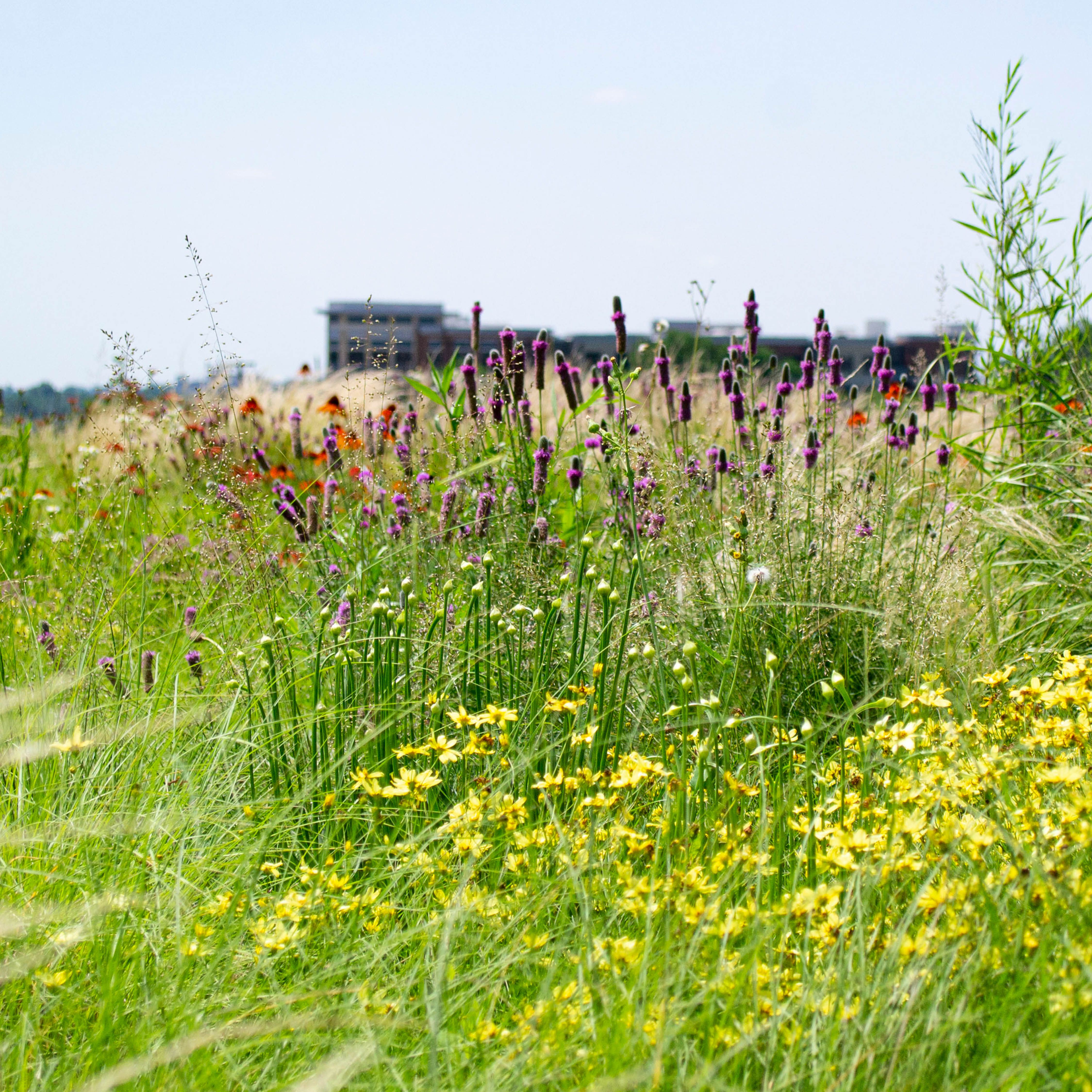 A photograph of a sunny green roof, with meadow style planting. A variety of purple, red, yellow, and white flowers are visible amongst lots of greenery. The top of a building is out of focus in the background.