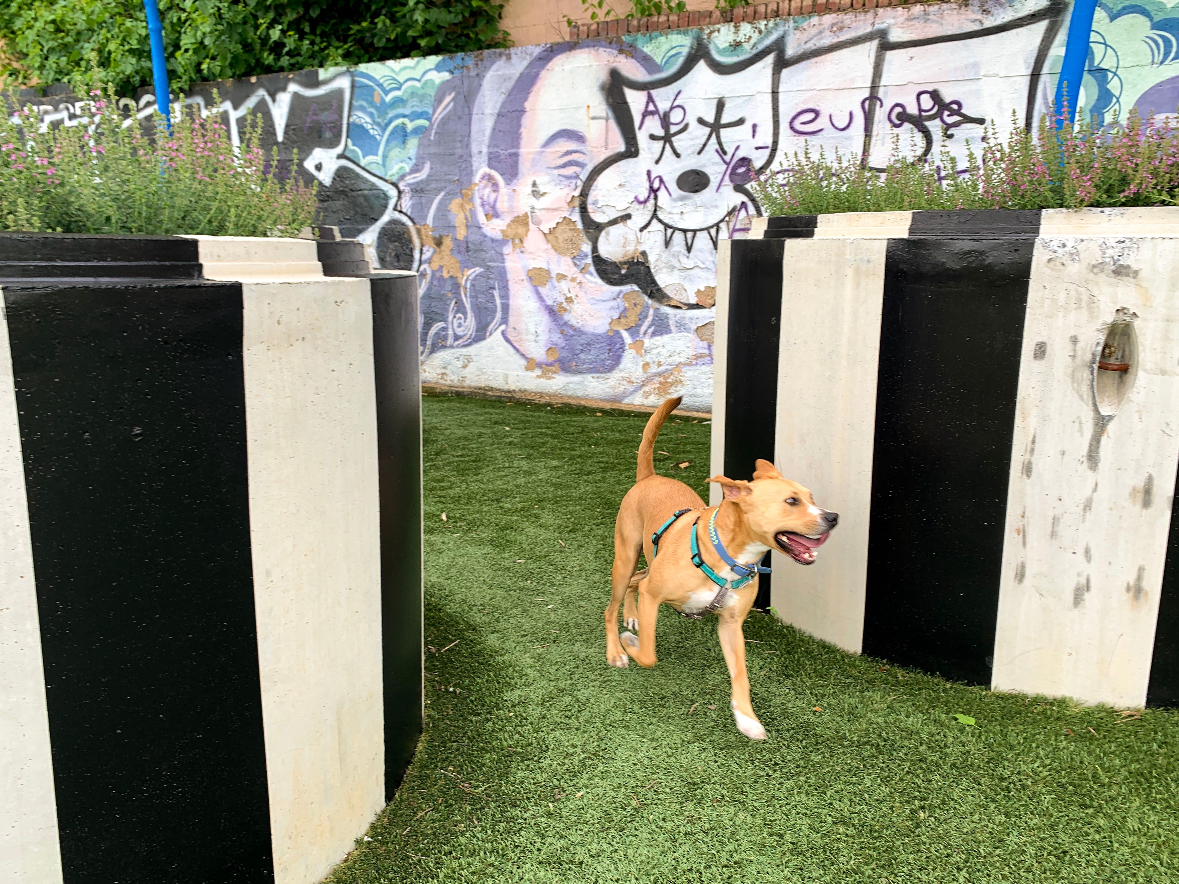 A photograph of a dog running between two large painted planters. The ground is grass. There is a wall of graffiti in the background.