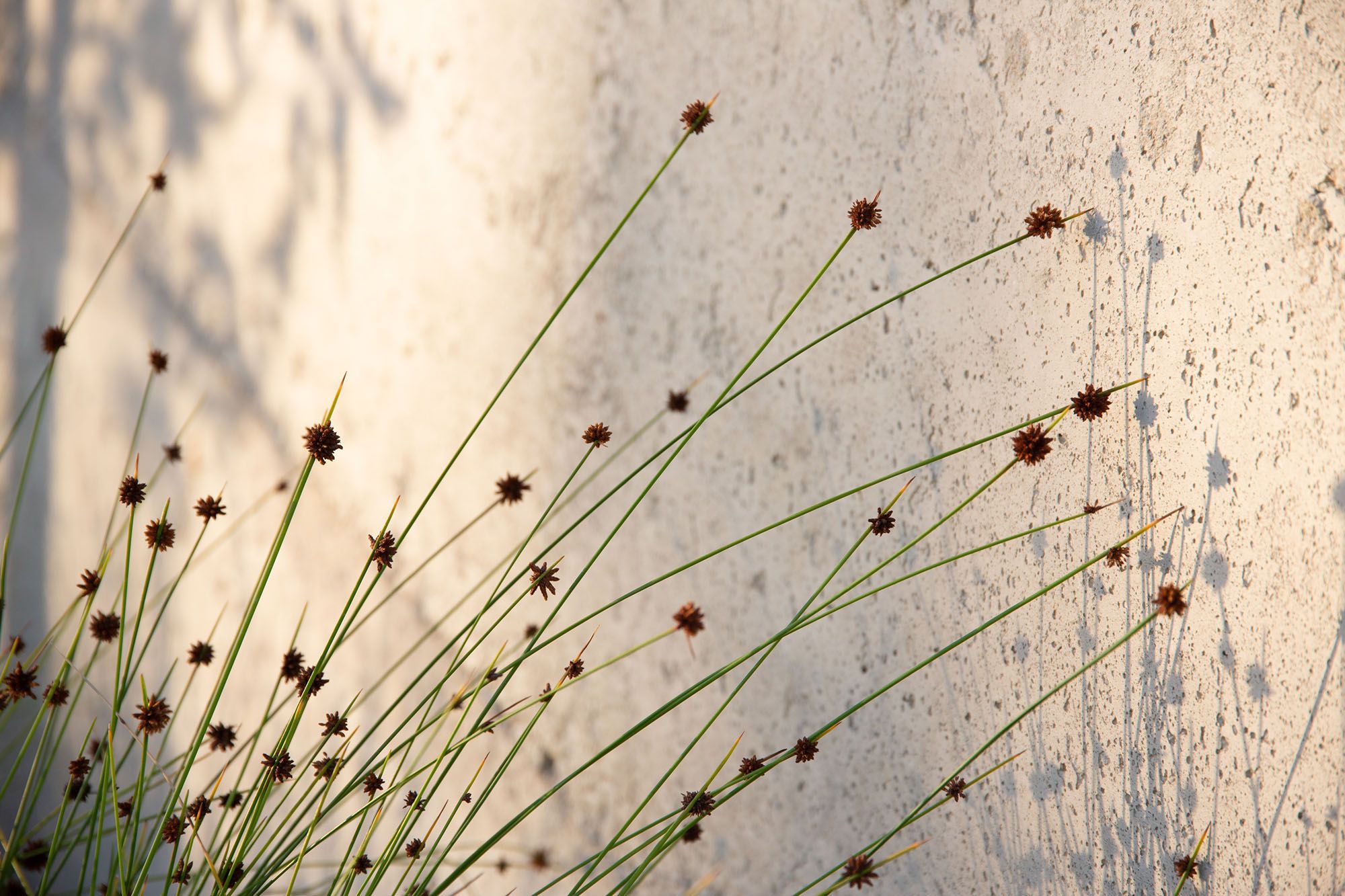 A photo of grassy plants casting shadows on a wall. 