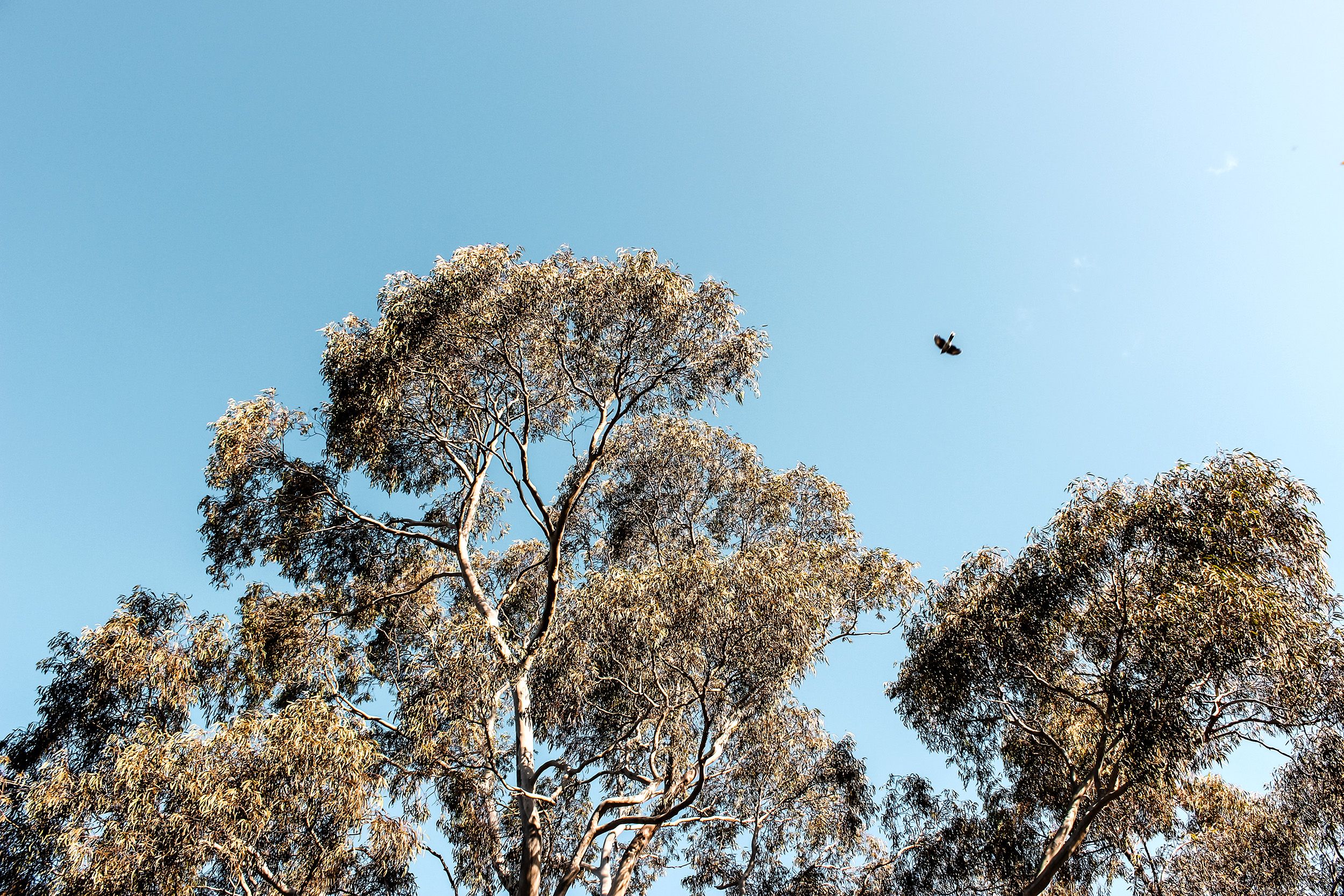 A landscape photograph of euycalyptus tree tops against a dusty blue sky. One flying bird is seen in silhouette. 