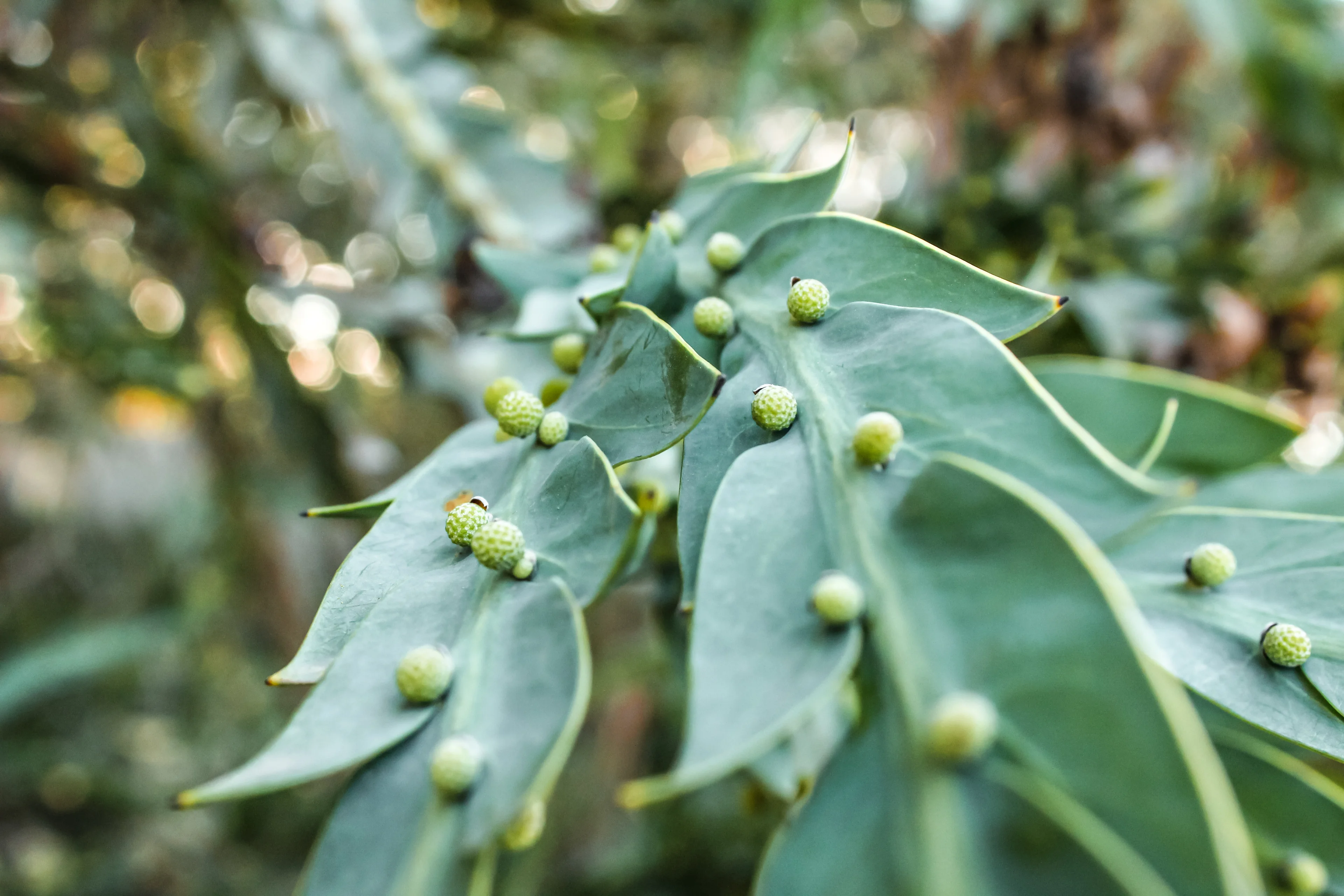 A photograph of leaf textures of plants on Boonwurrung Country.