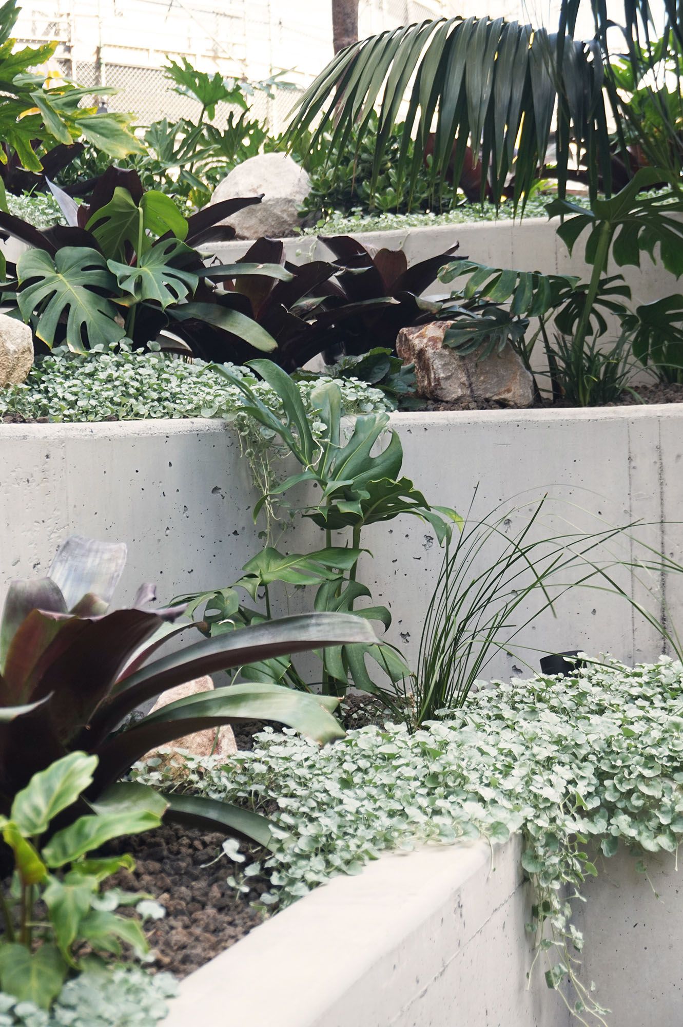 A photograph of planters filled with plants of different leaf colours, textures, and sizes.