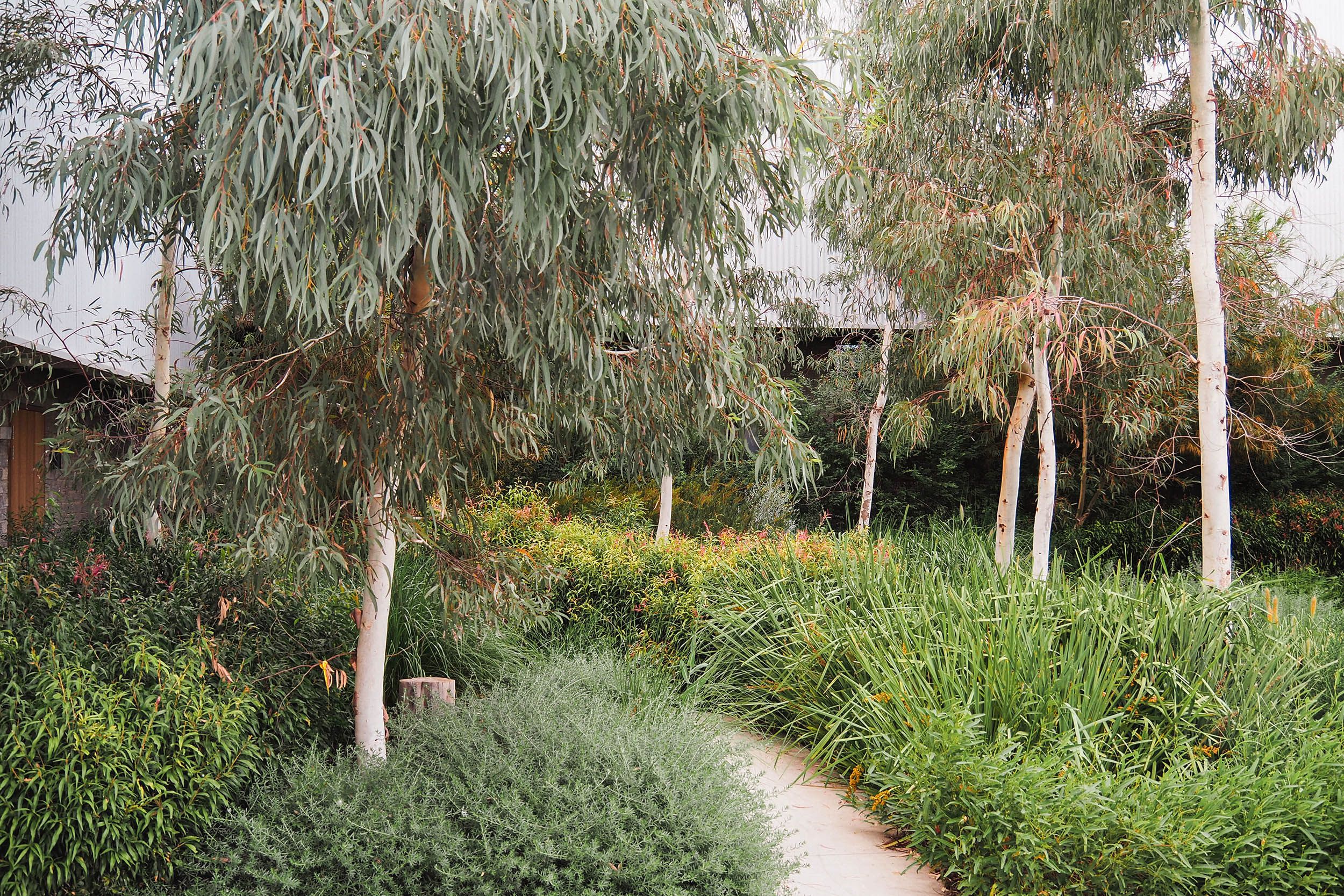 A photograph of an area densely planted with grasses, shrubs, and trees. There is a path through the middle leading to a building.