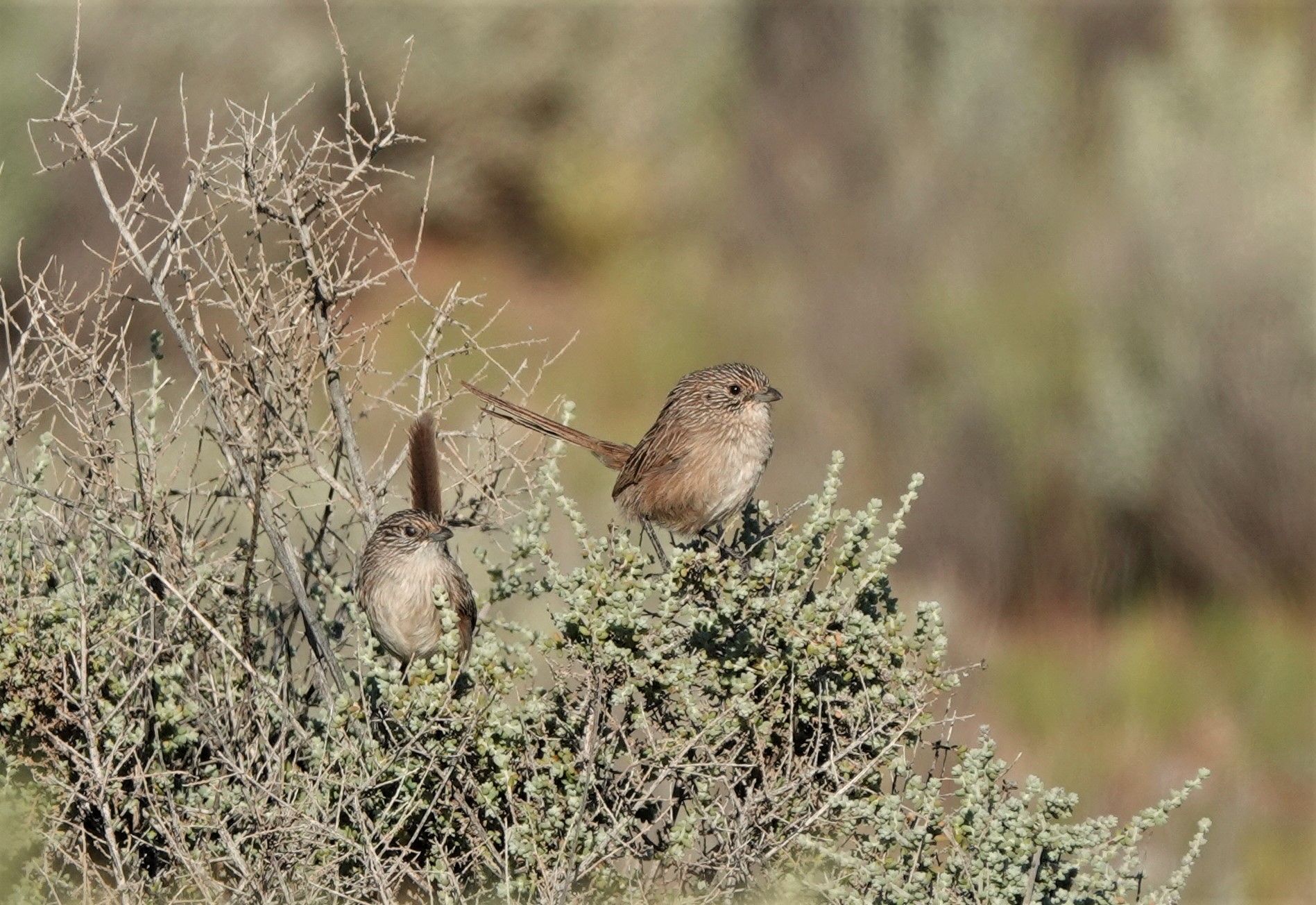 A photograph of two small grey-brown grasswren birds perched on a bush. 
