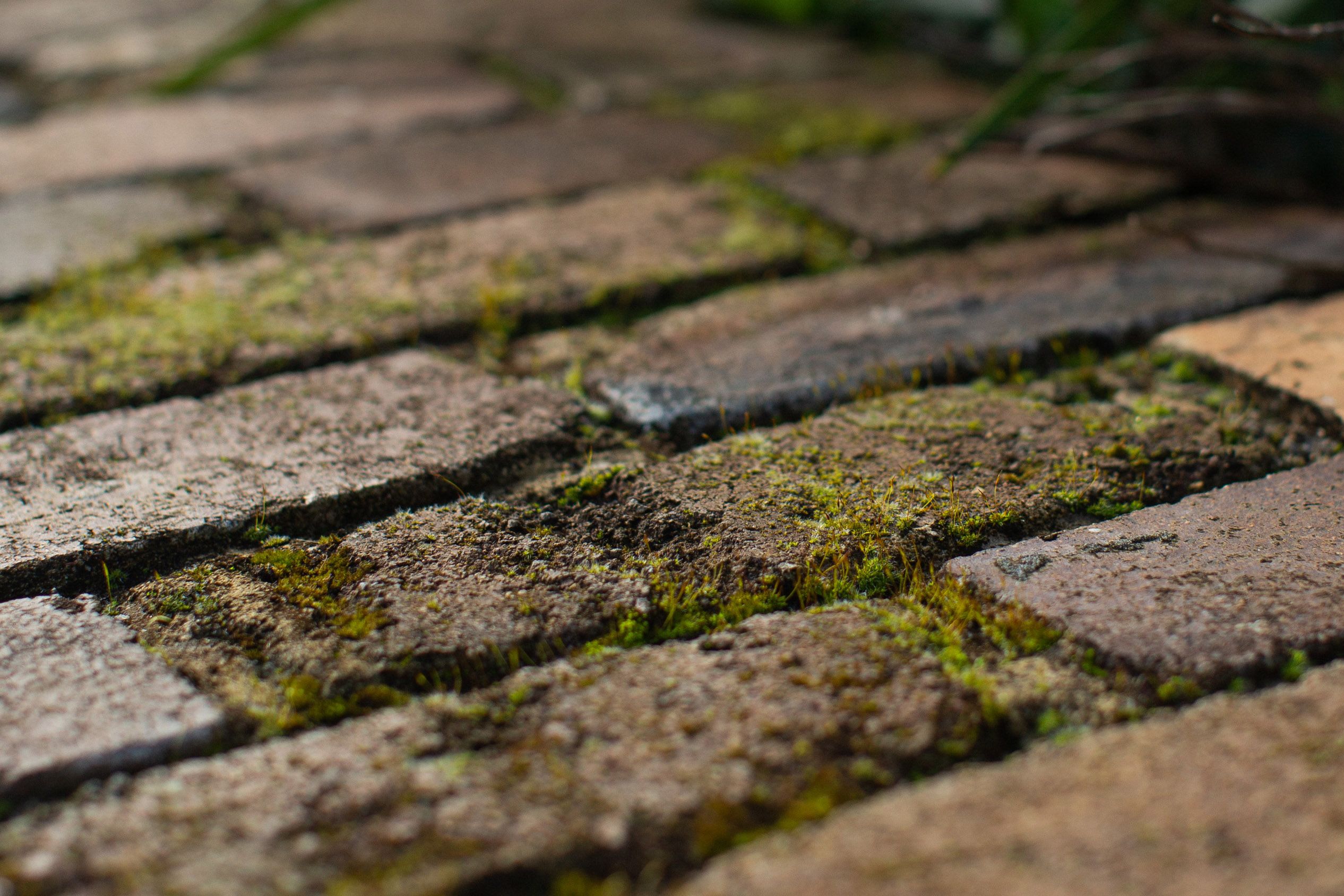A photograph of moss and lichen growing on a dark, recycled brick wall. 