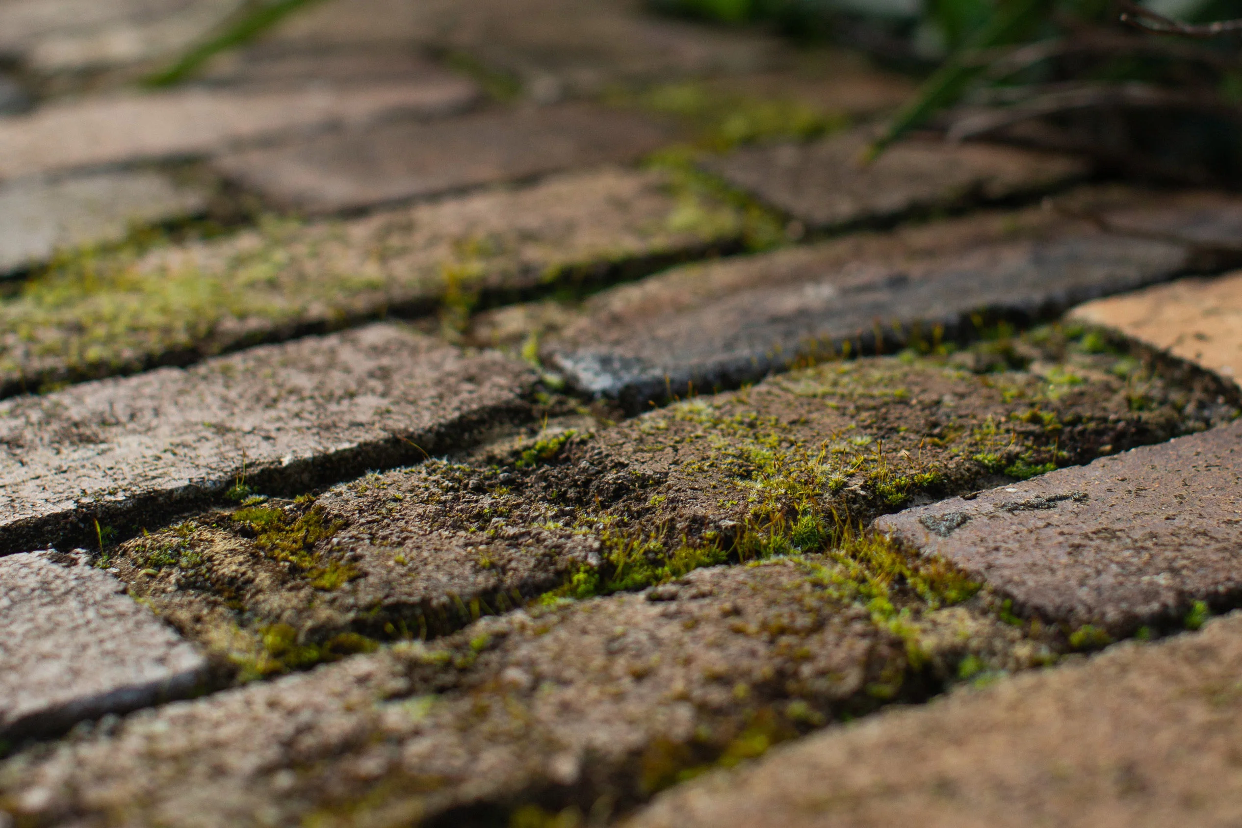A photograph of moss and lichen growing on a dark, recycled brick wall.