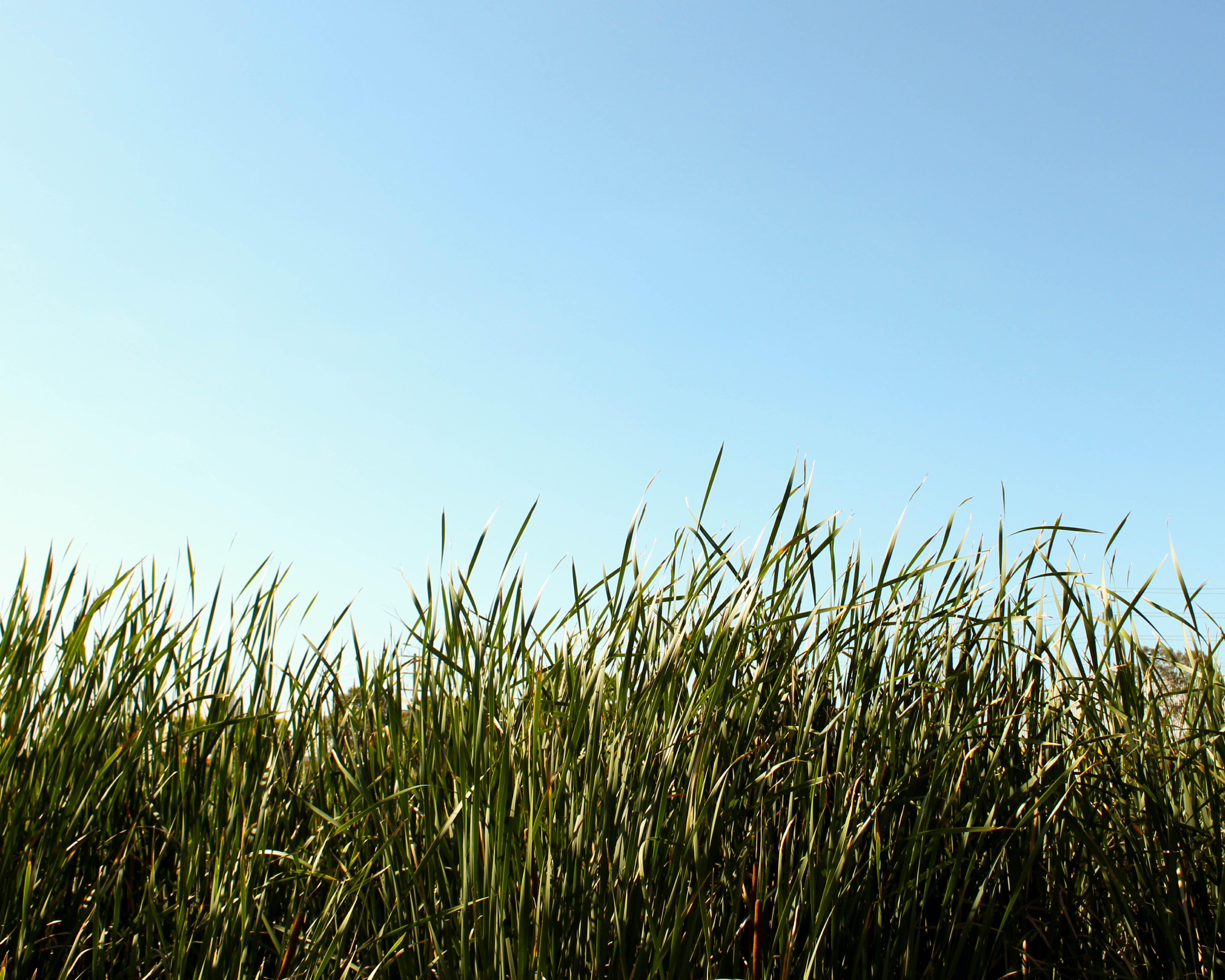 Photograph of long grasses against a pale blue sky.