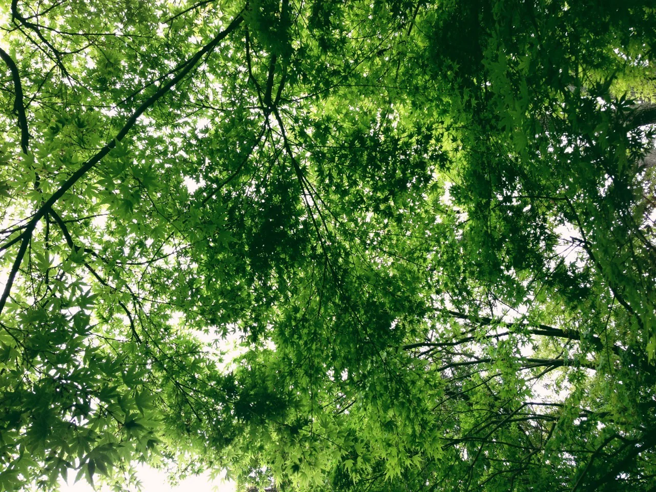 A photograph taken looking up at a lush green Japanese tree canopy.