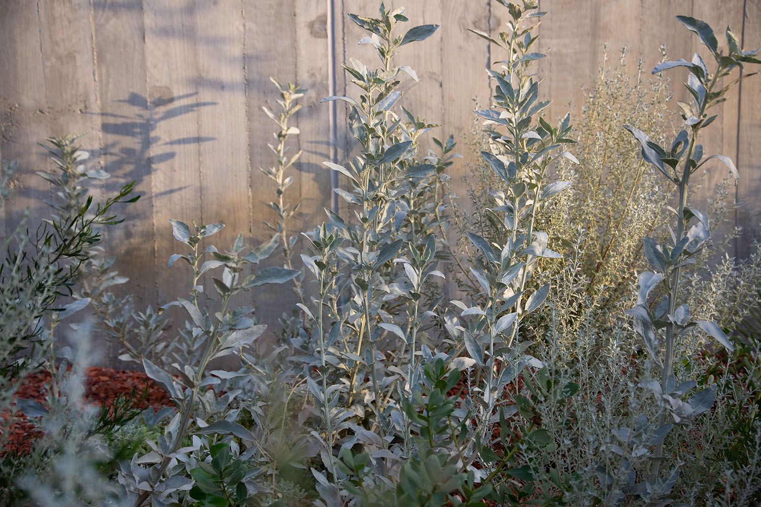 A photo of silver-leafed Australian Native plants against a textured grey wall in afternoon light.