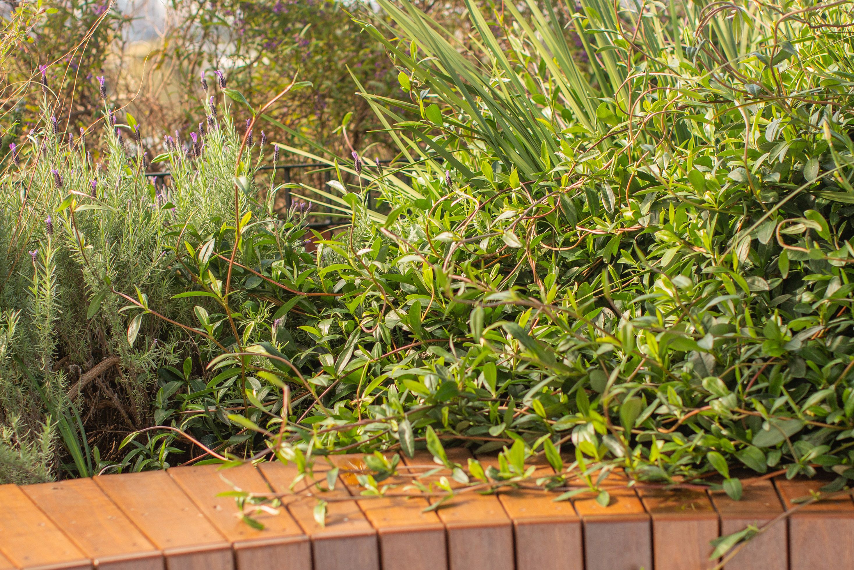 A photograph of lush, green, rambunctious planting in a rooftop garden. The top of a timber seat is visible in the foreground, the background is a tangle of plants.
